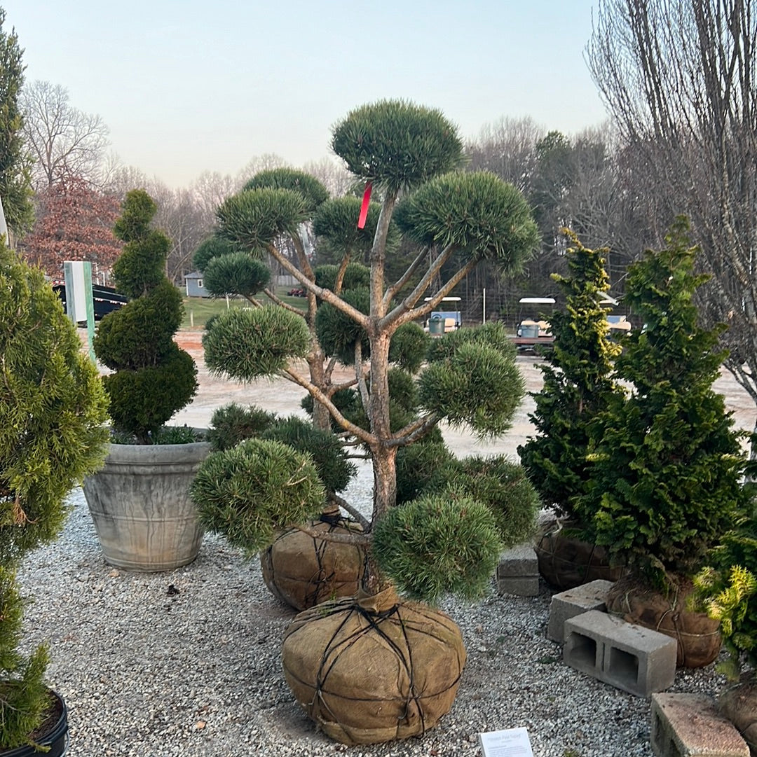 Scotch Pine Pom-Pom 4-5&