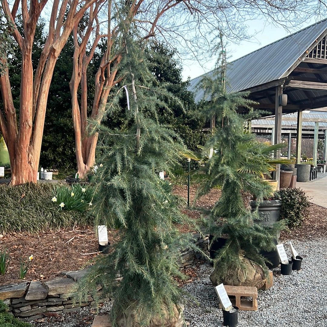 Lebanese Cedar 6-7&