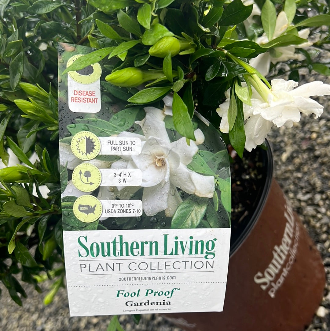 Fool Proof Gardenia 3 Gal
