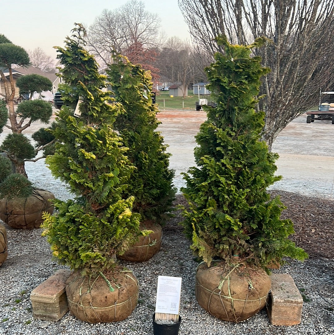 Aurea Nana Hinoki Cypress