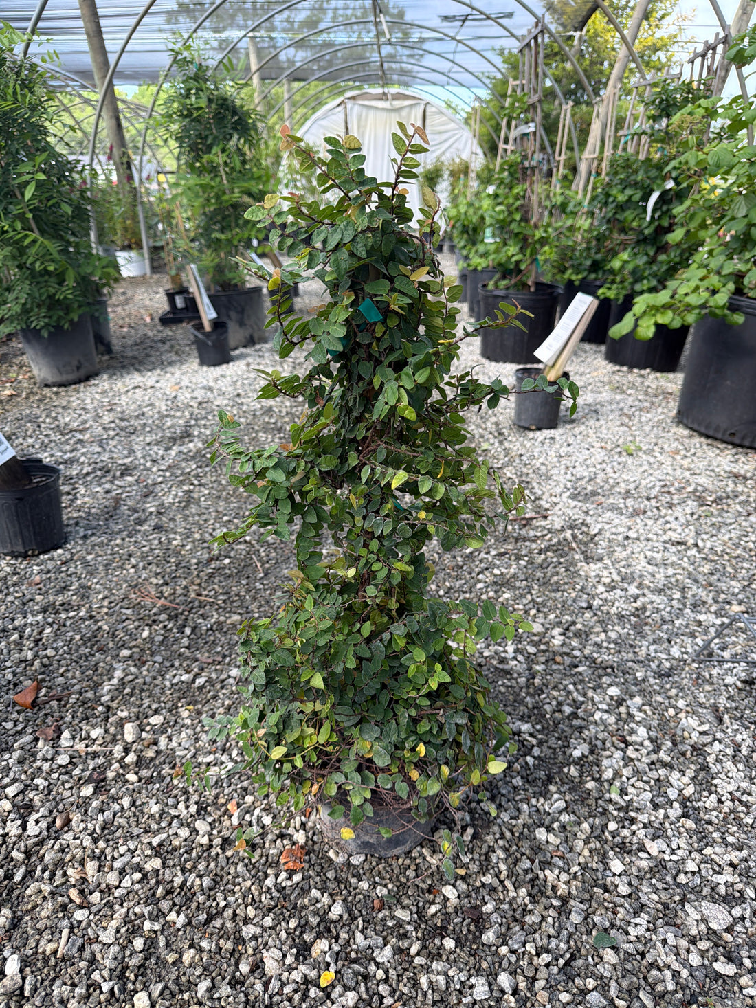 Creeping Fig
