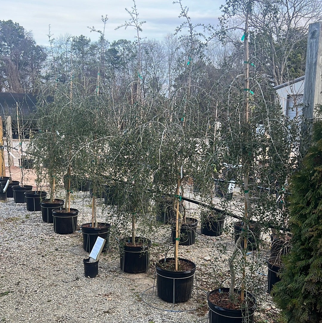 Weeping Yaupon Holly 7 Gal