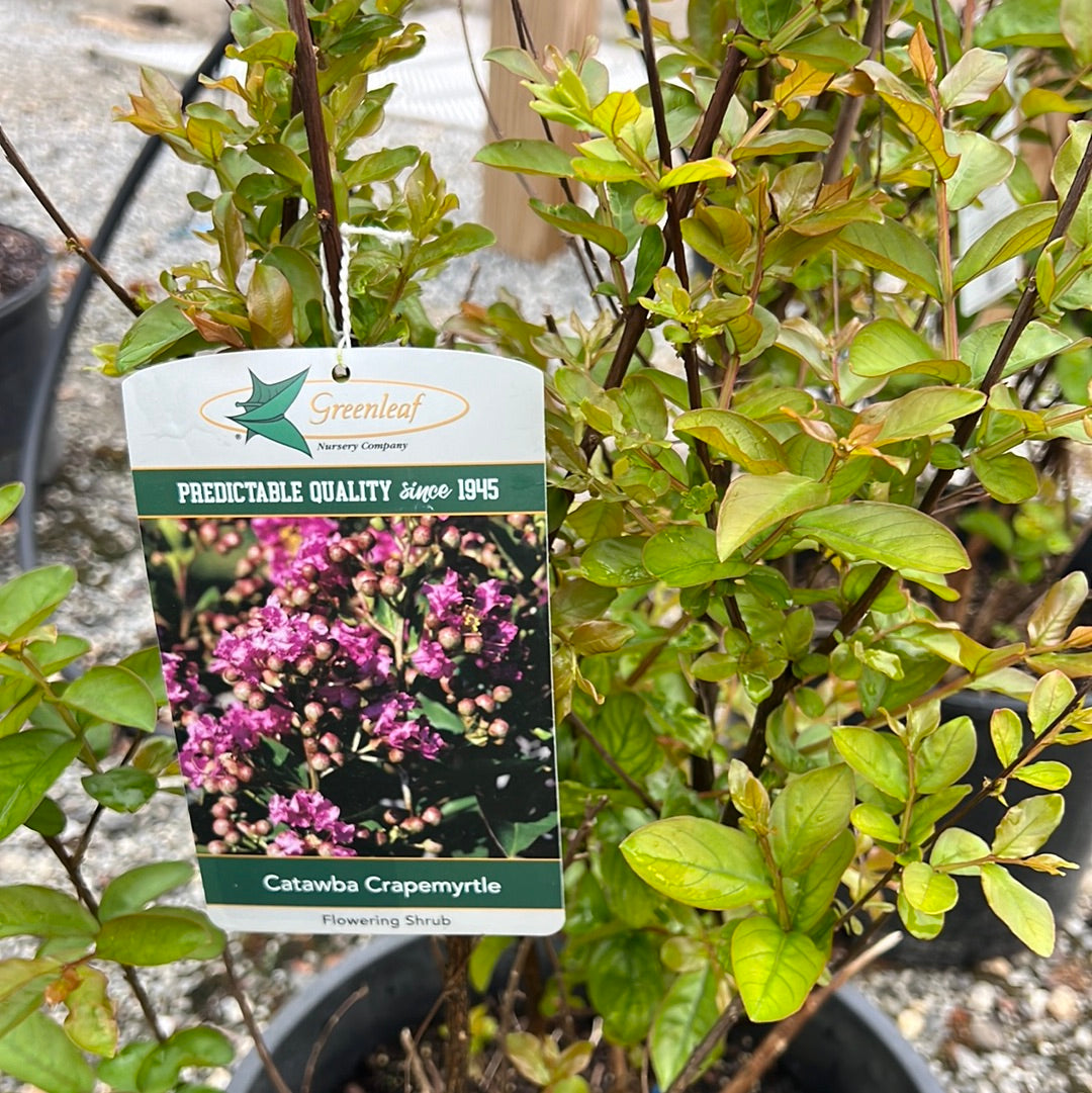 Catawba Crapemyrtle 7 Gal