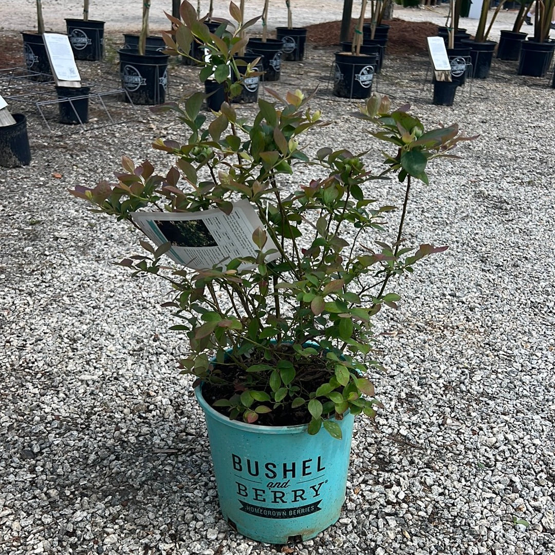 Silver Dollar Blueberry