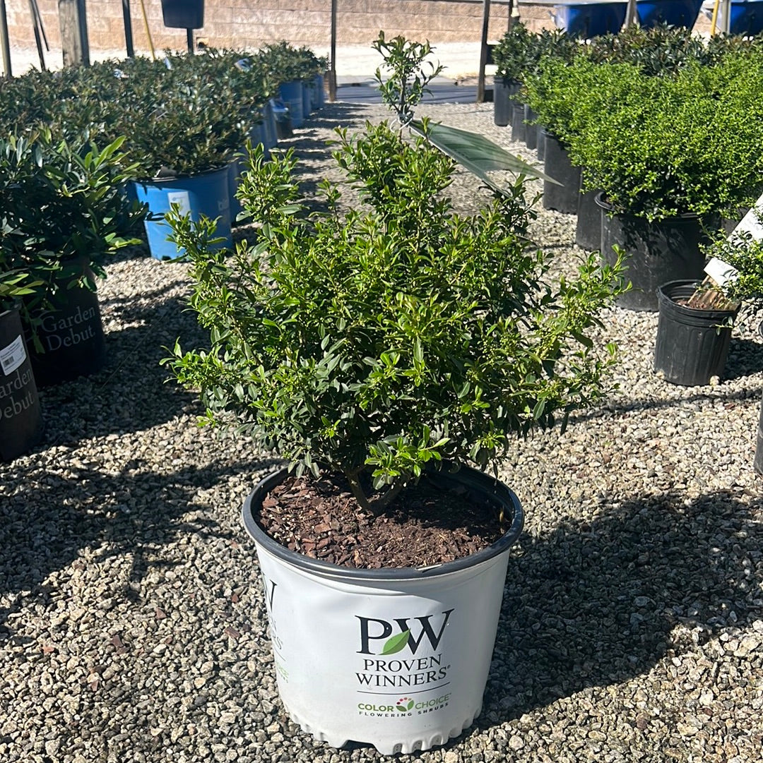 Squeeze Box Inkberry Holly