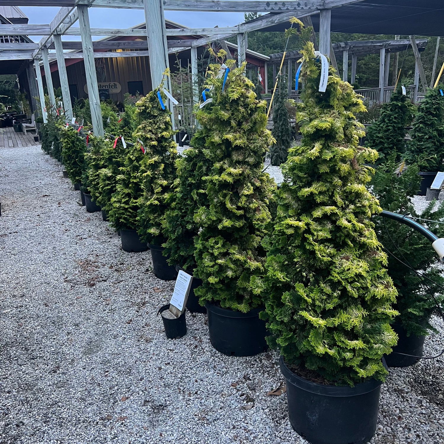 Aurea Nana Hinoki Cypress