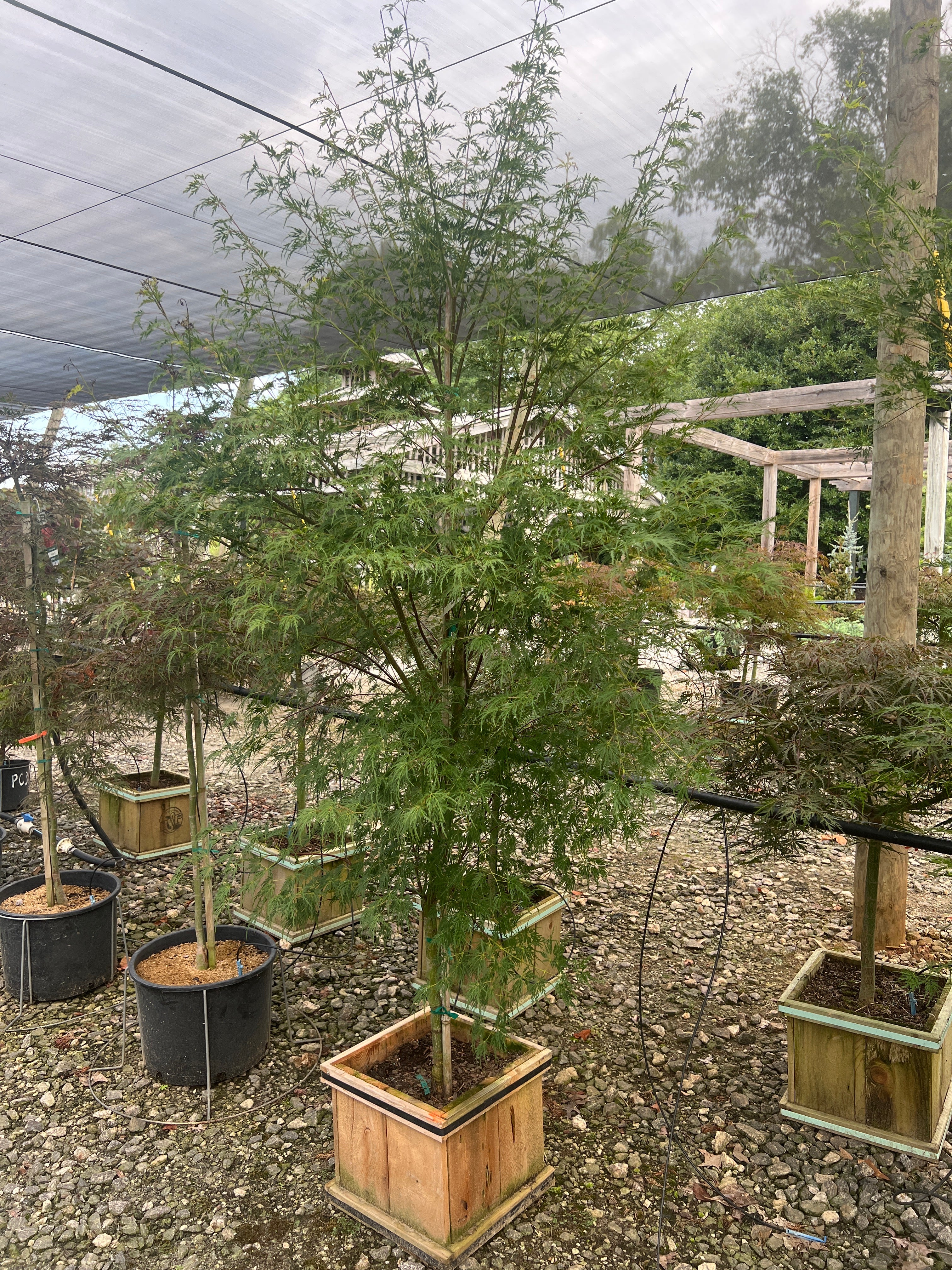 Seiryu Japanese Maple