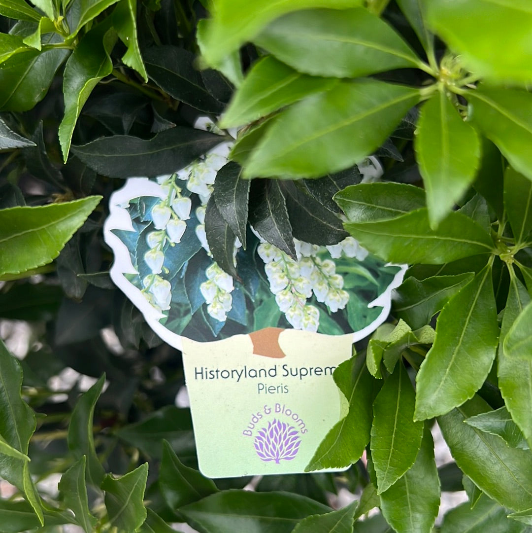 Historyland Pieris 3 Gal