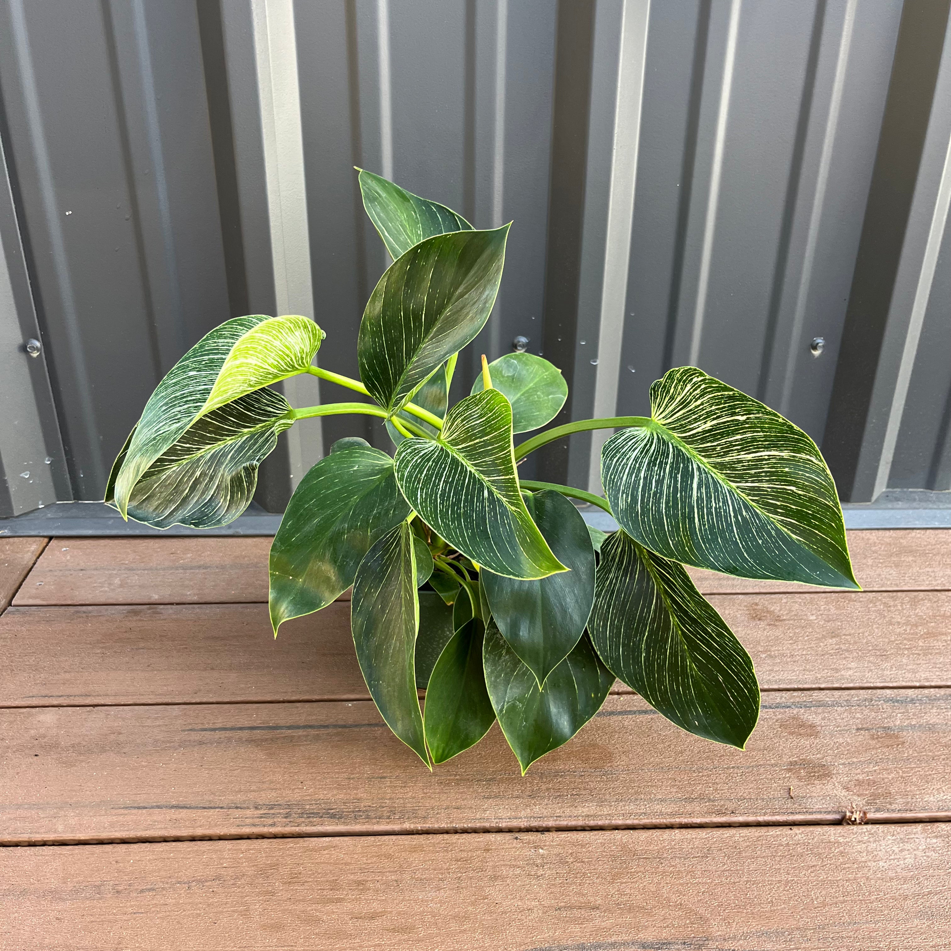 leggy philodendron birkin Philodendron Birkin – Lichtenfelt's