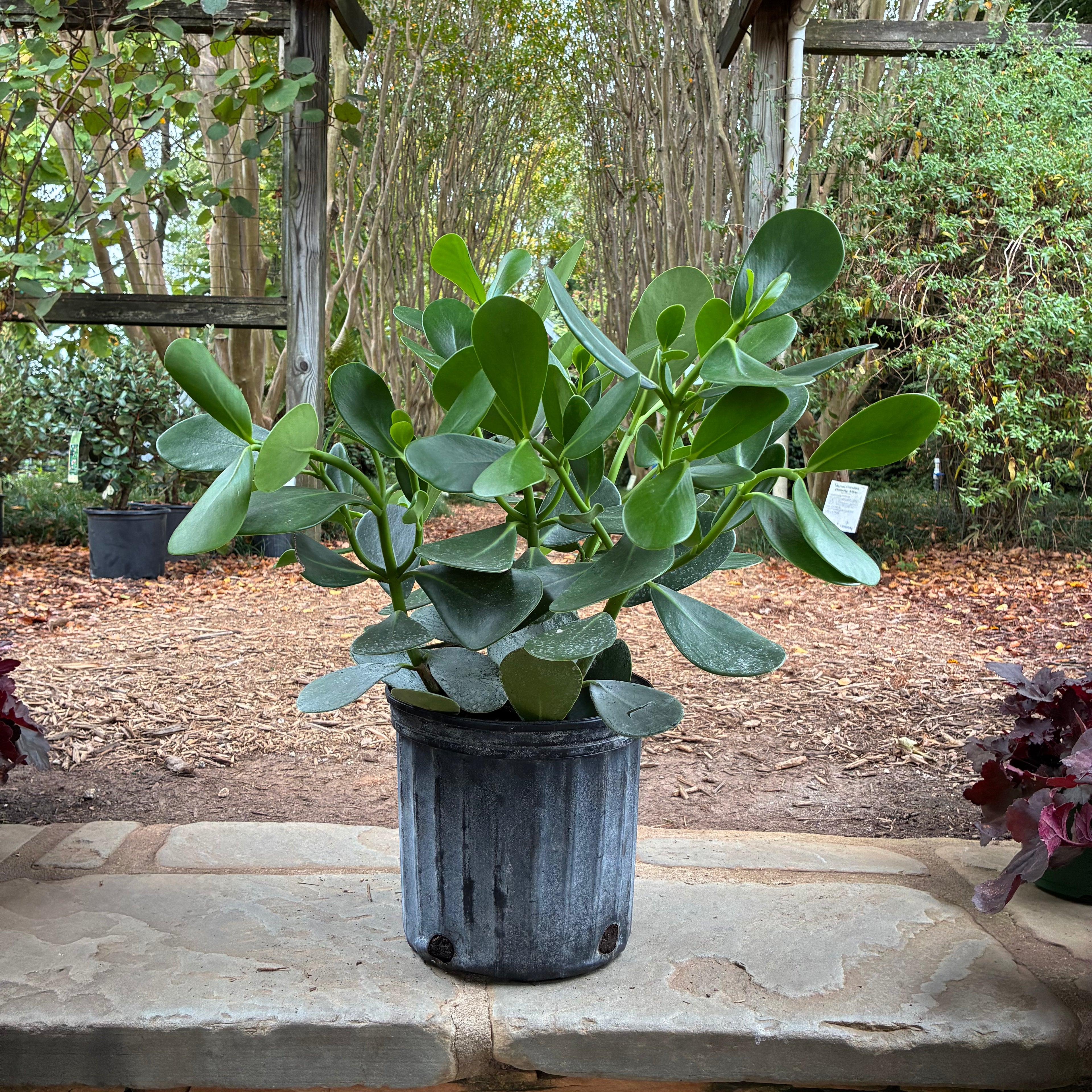 Small Leaf Clusia