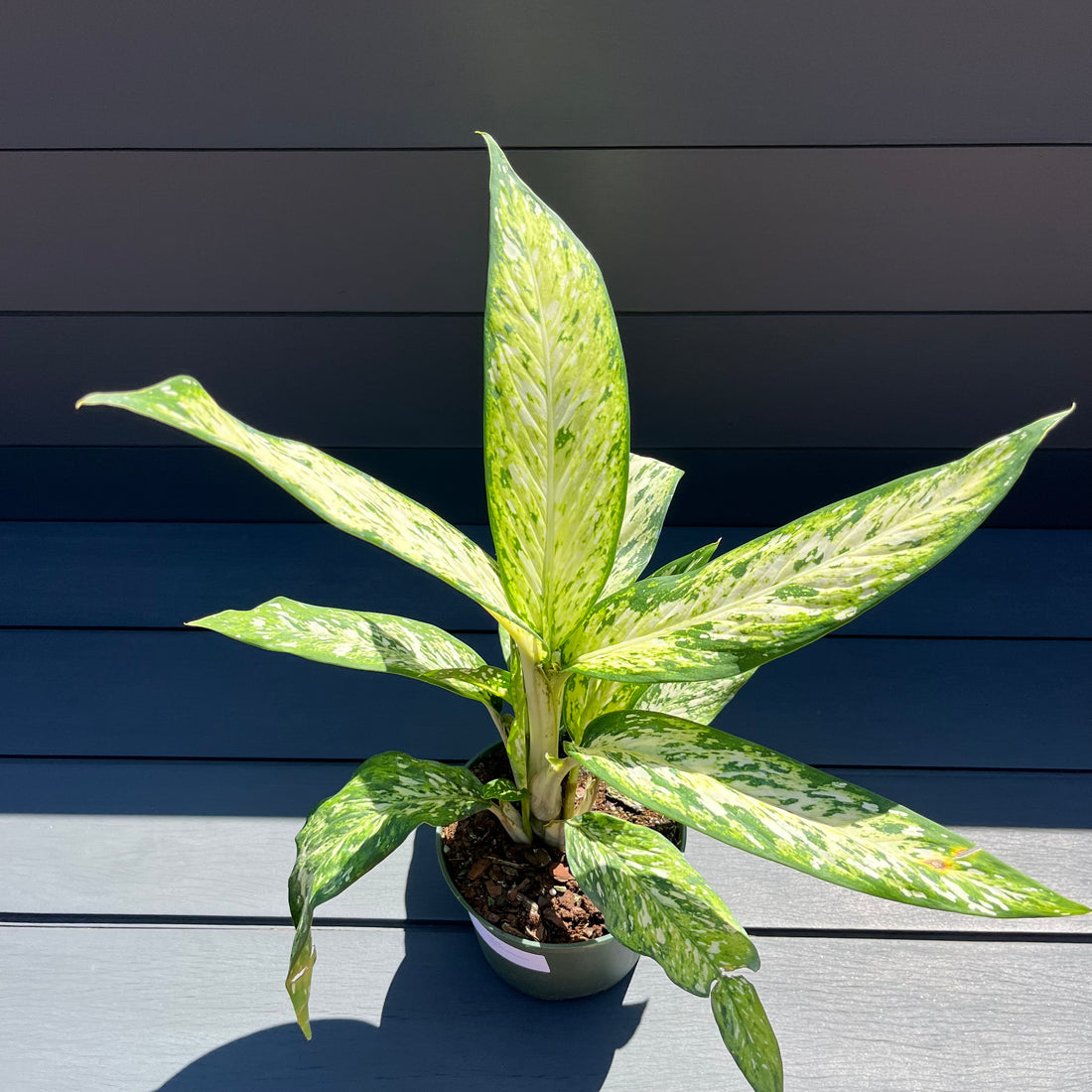 Starbright Dieffenbachia