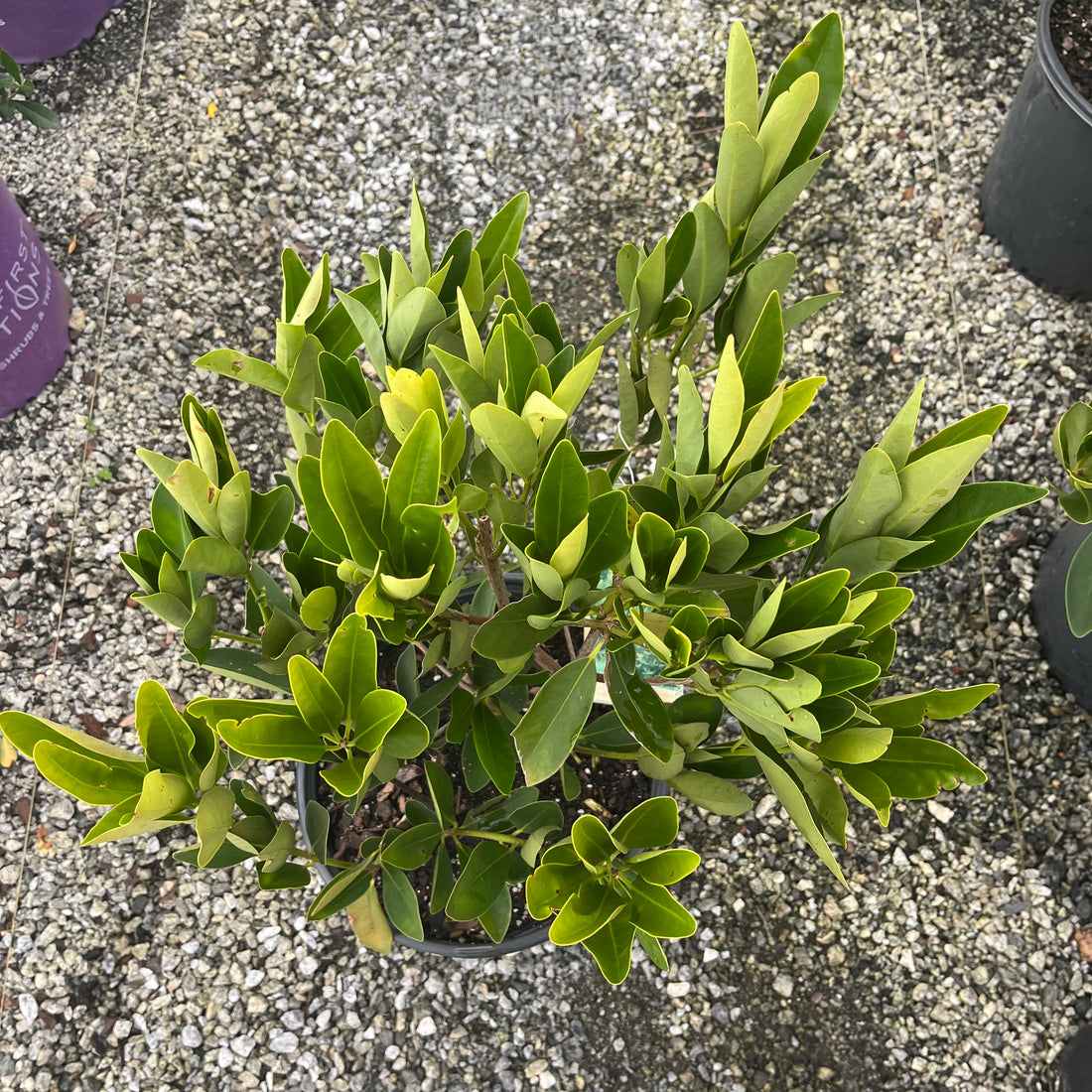 Native Anise