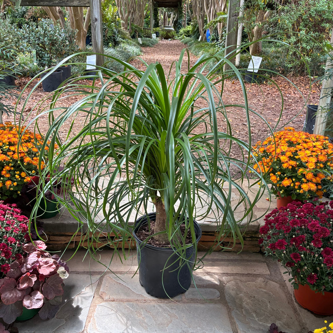 Ponytail Palm