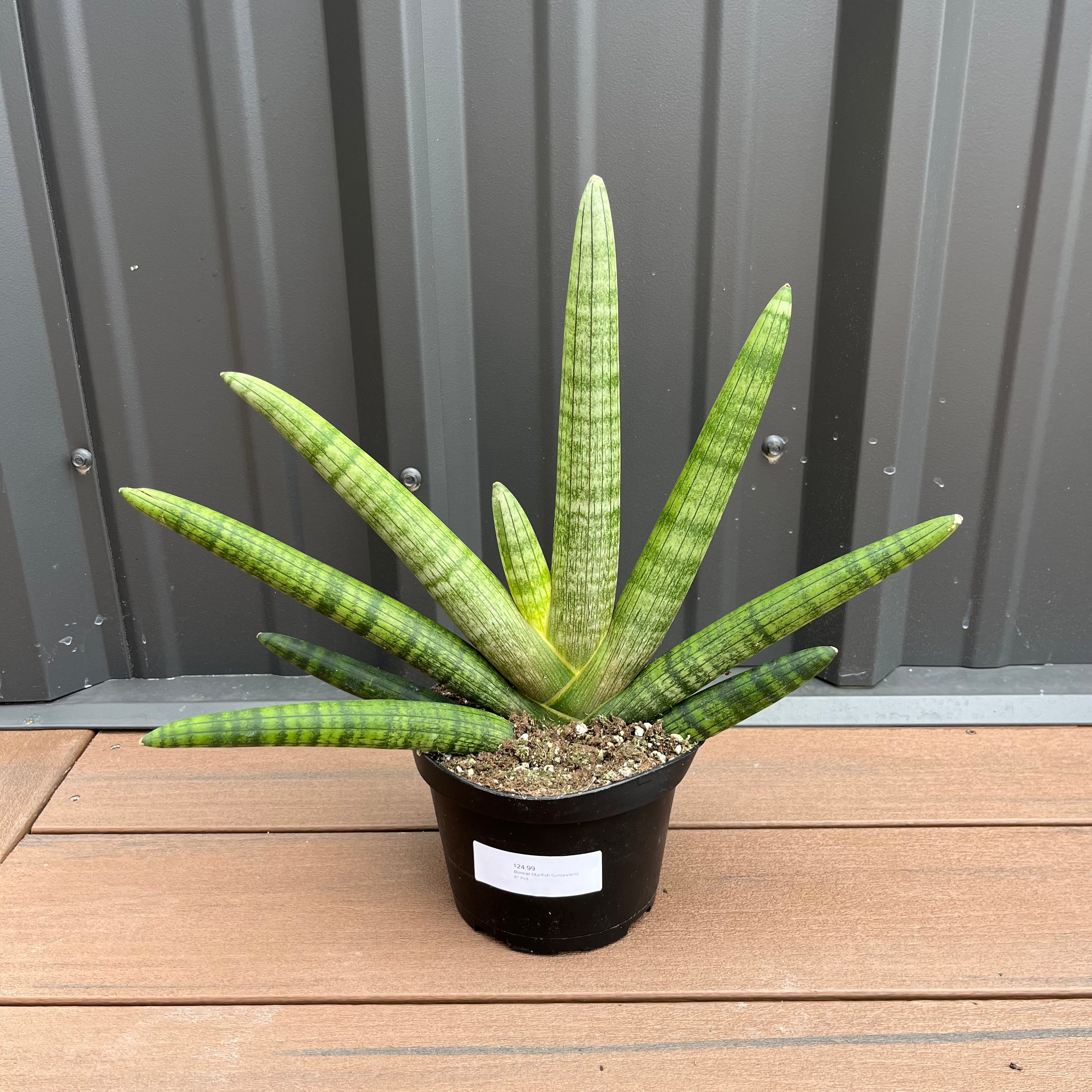 boncel snake plant Boncel Starfish Sansevieria – Lichtenfelt's