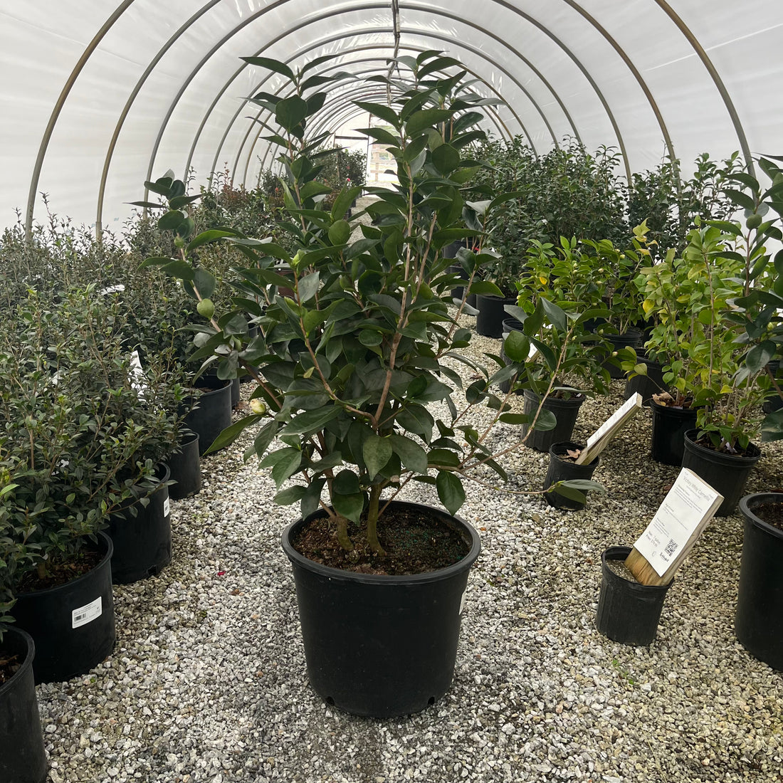 Victory White Camellia