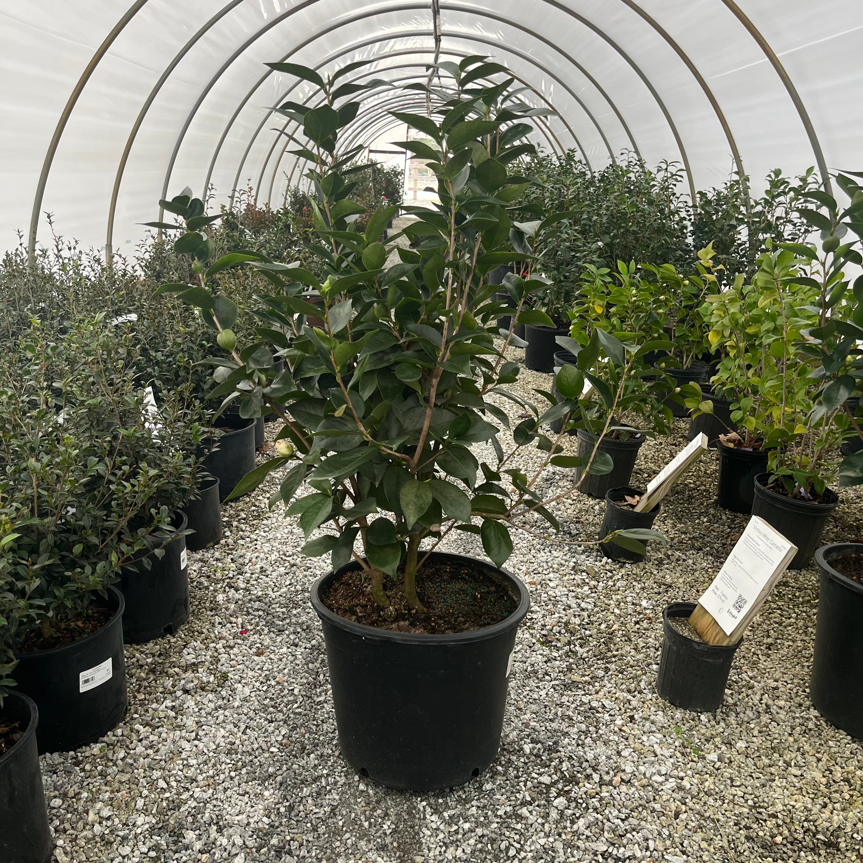 Victory White Camellia