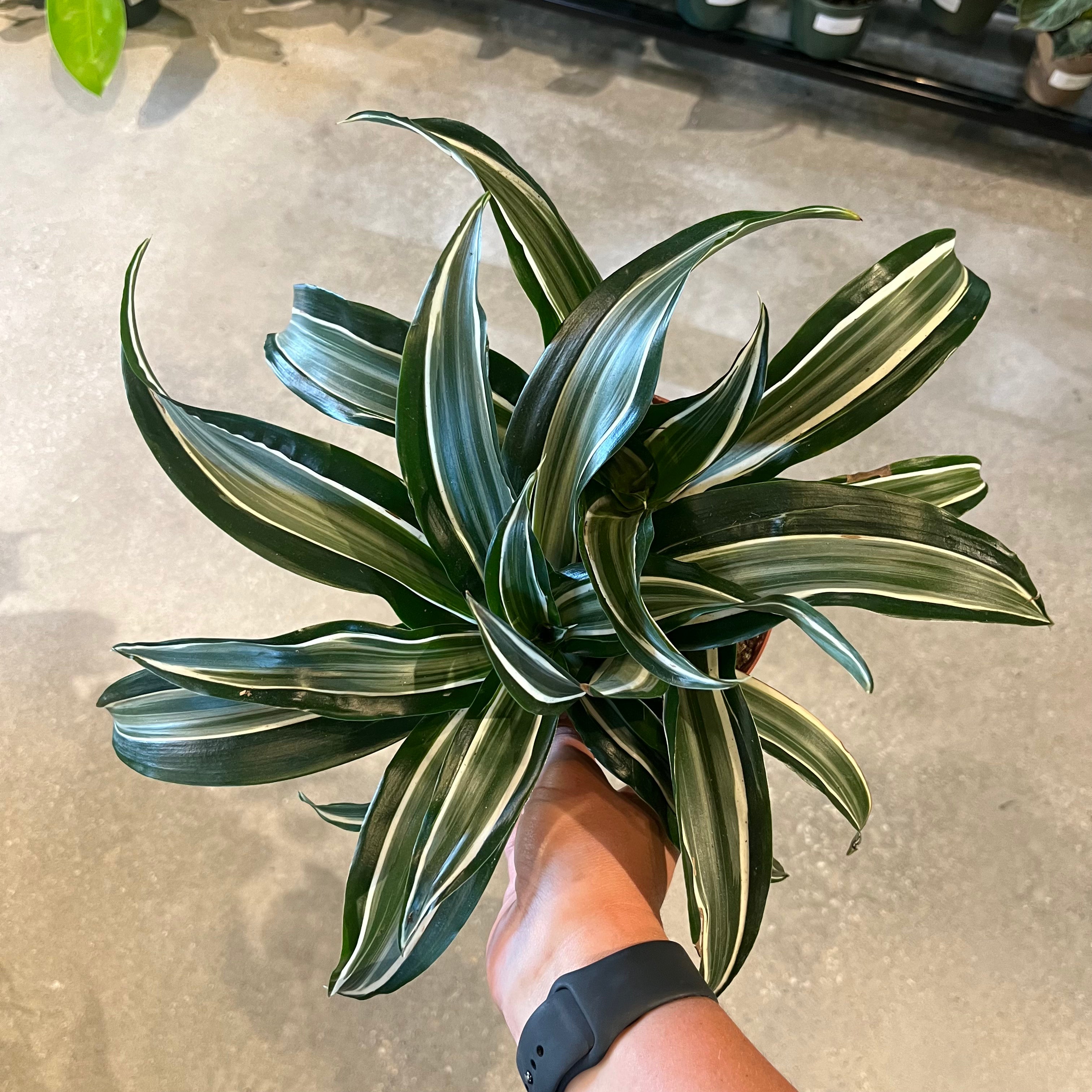Jade Jewel Dracena