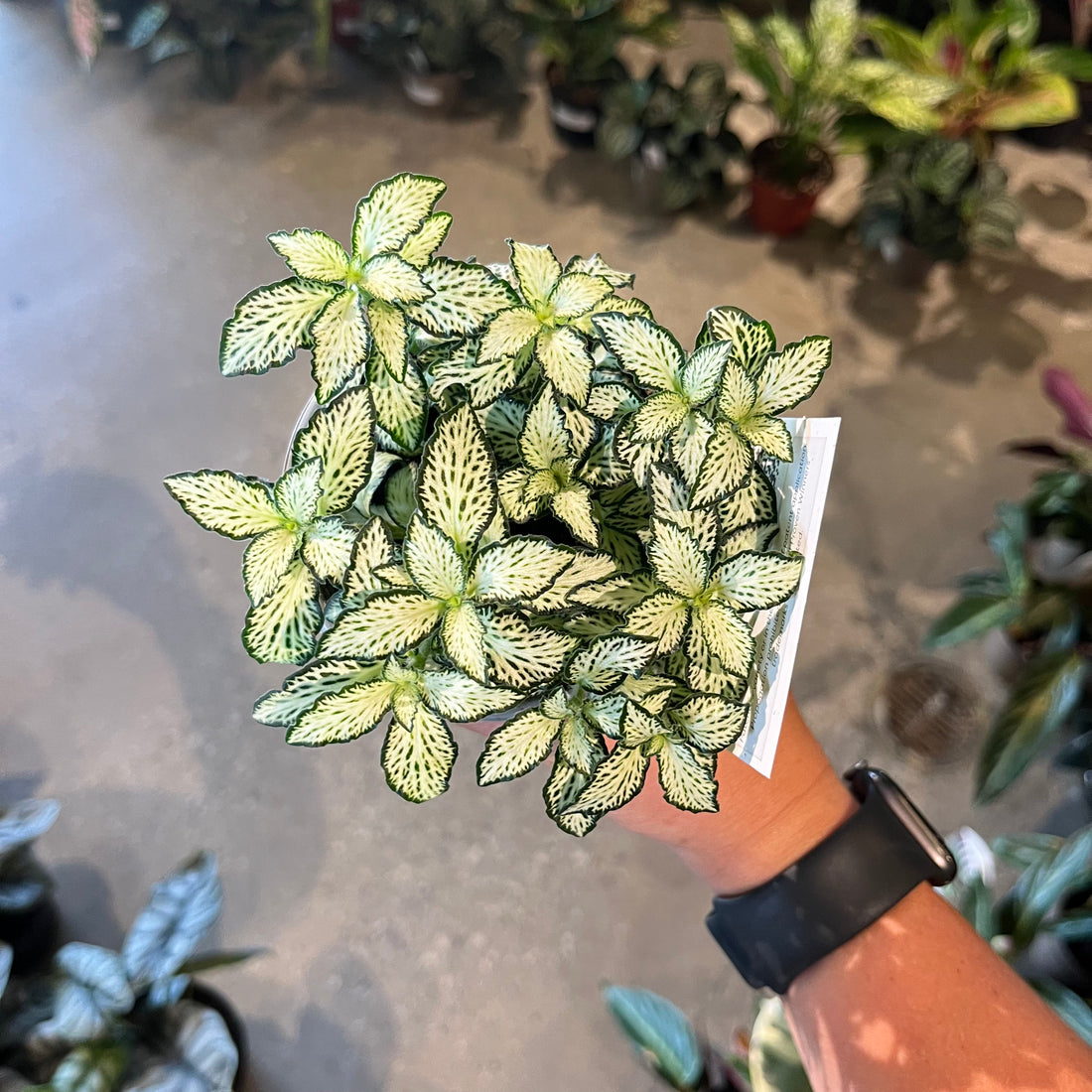 World Views Fittonia