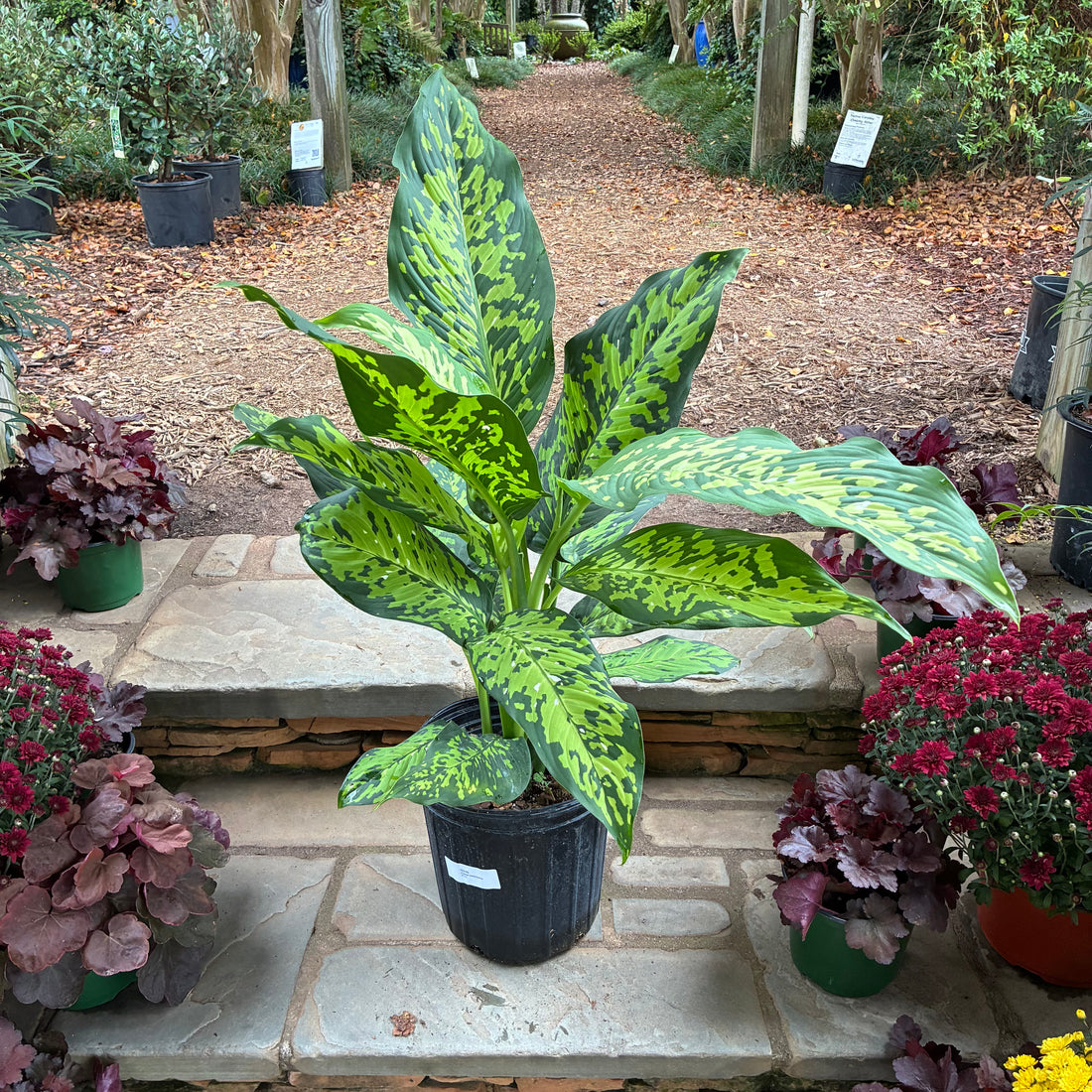 Cheetah Dieffenbachia