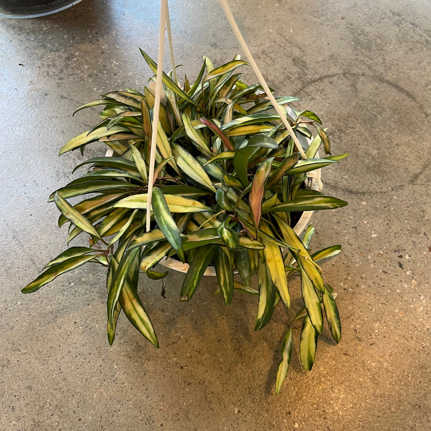 Variegated Hoya Wayetti