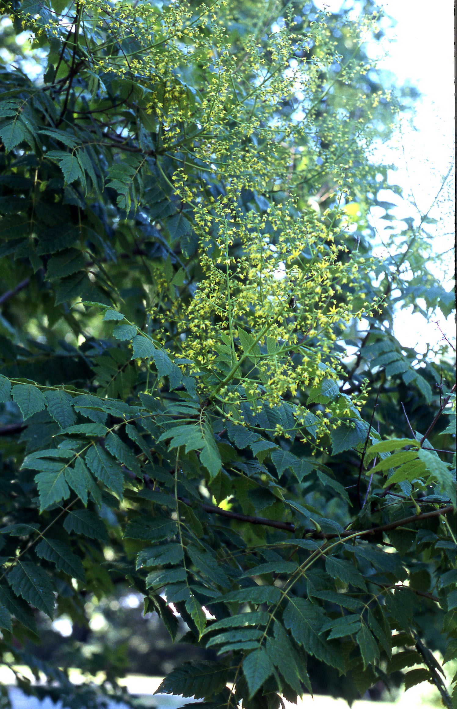 Golden Raintree