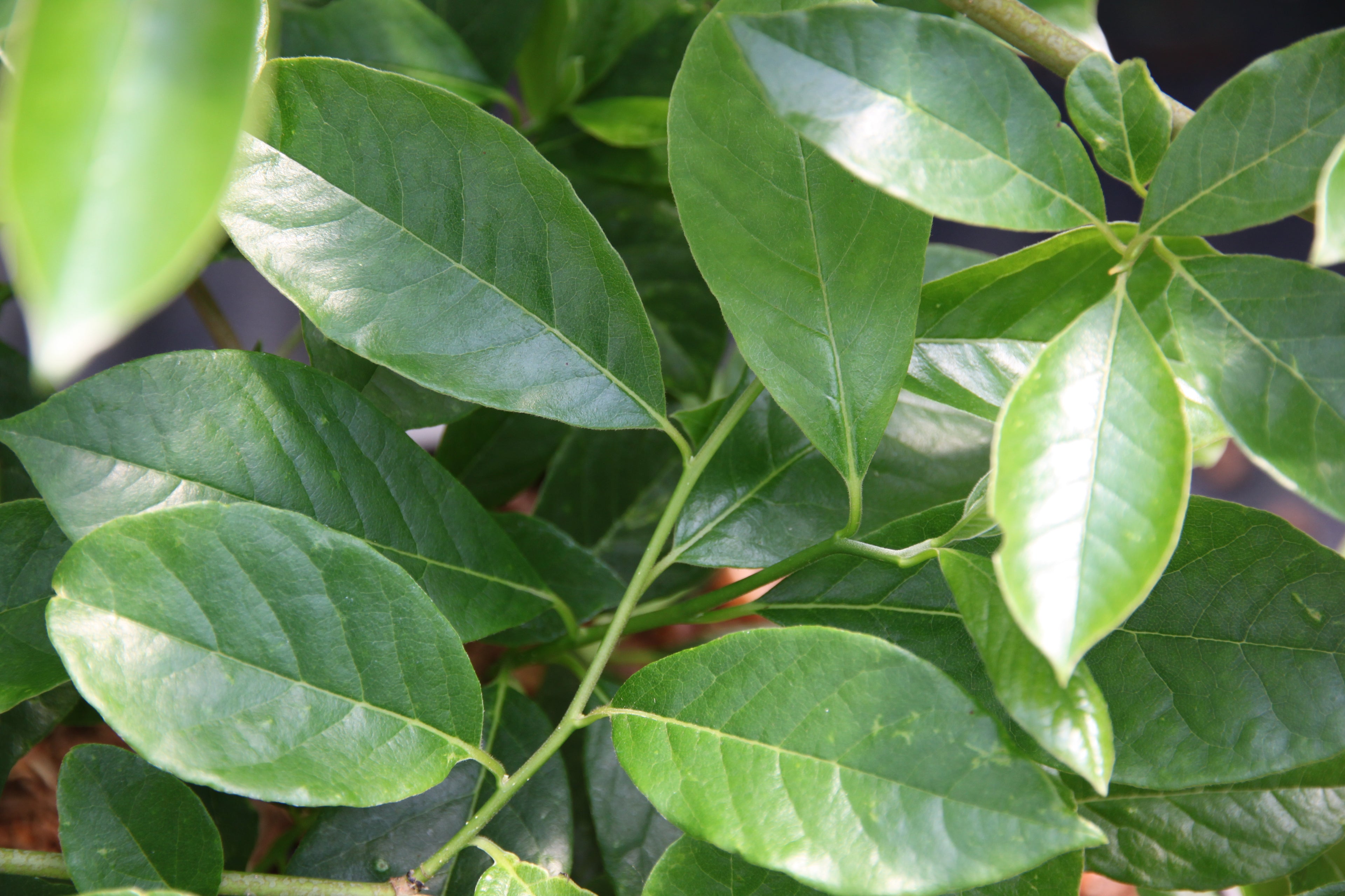 Green Gable Blackgum