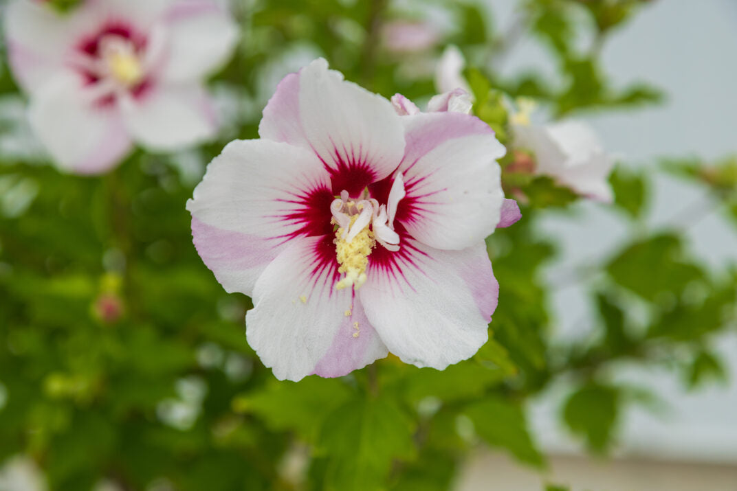 Fiji Rose of Sharon