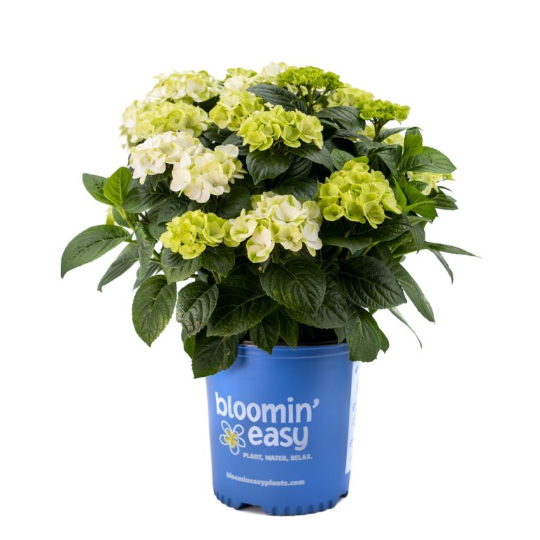 Grin & Tonic Hydrangea