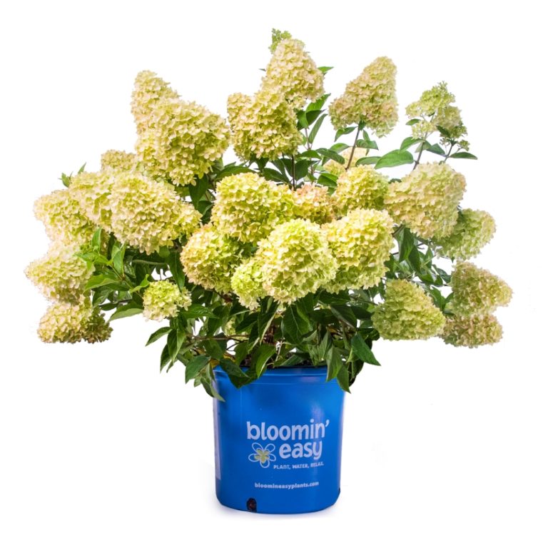 Dragon Baby Hydrangea