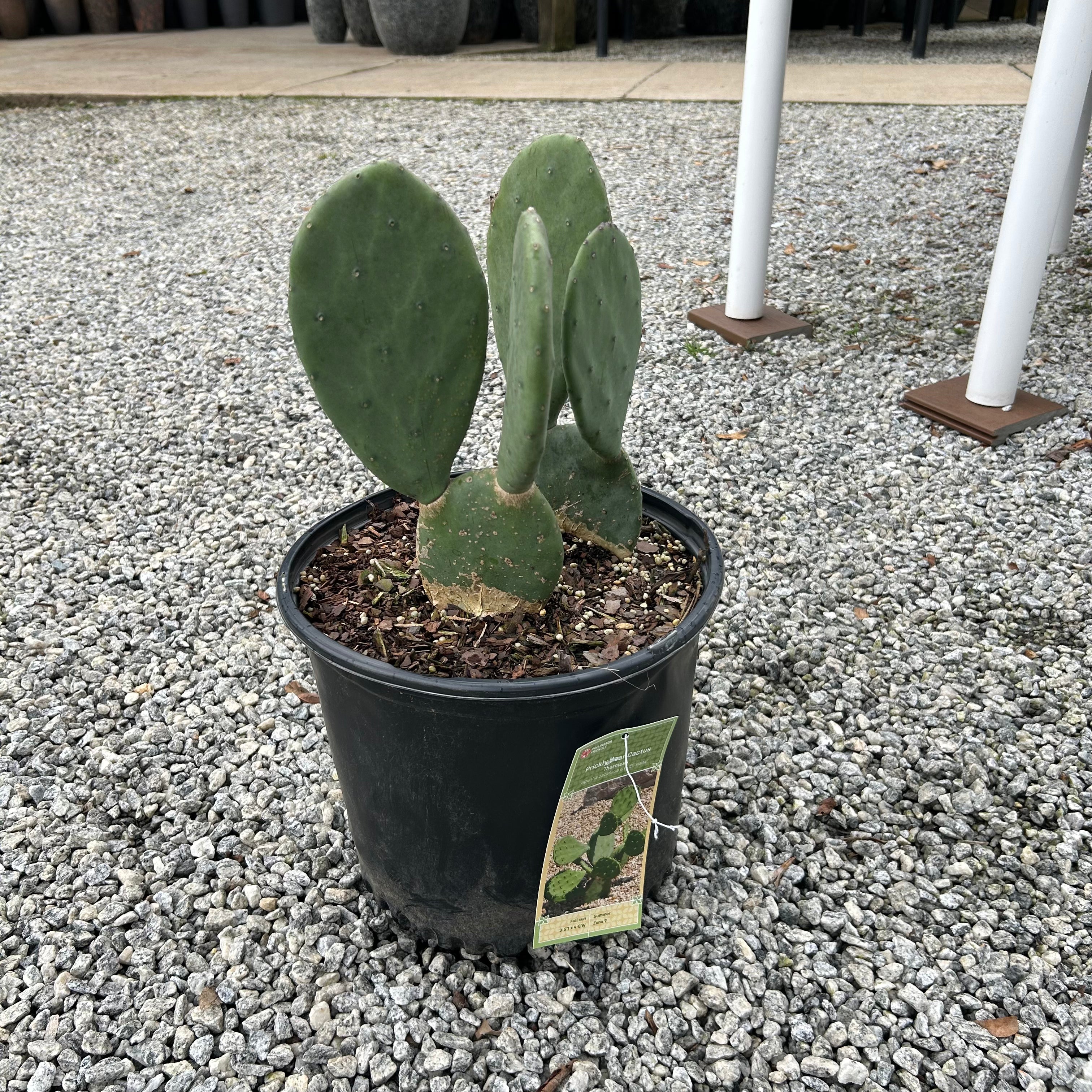 spineless prickly pear cactus plant Prickly Pear Cactus – Lichtenfelt's