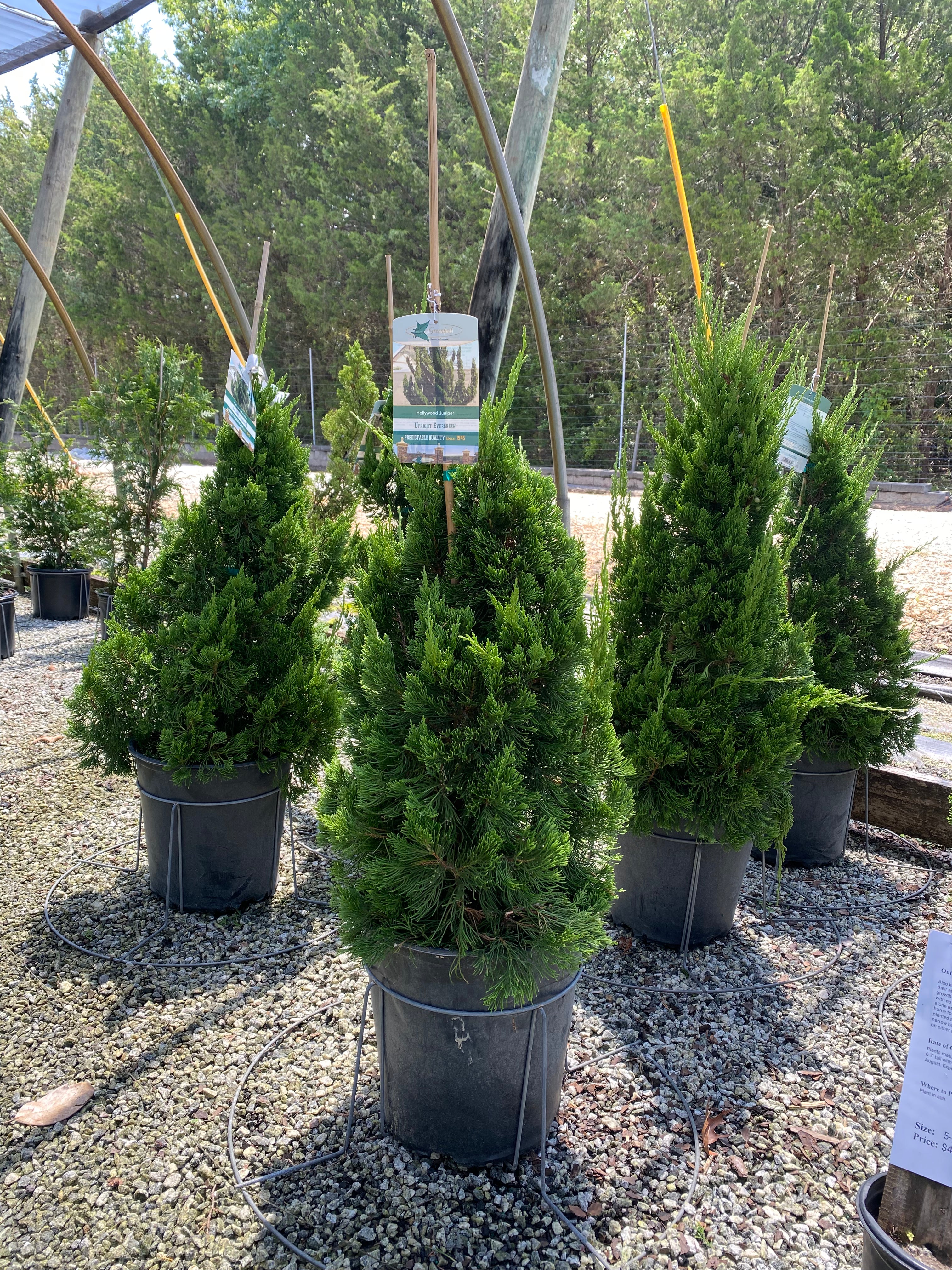Hollywood Juniper