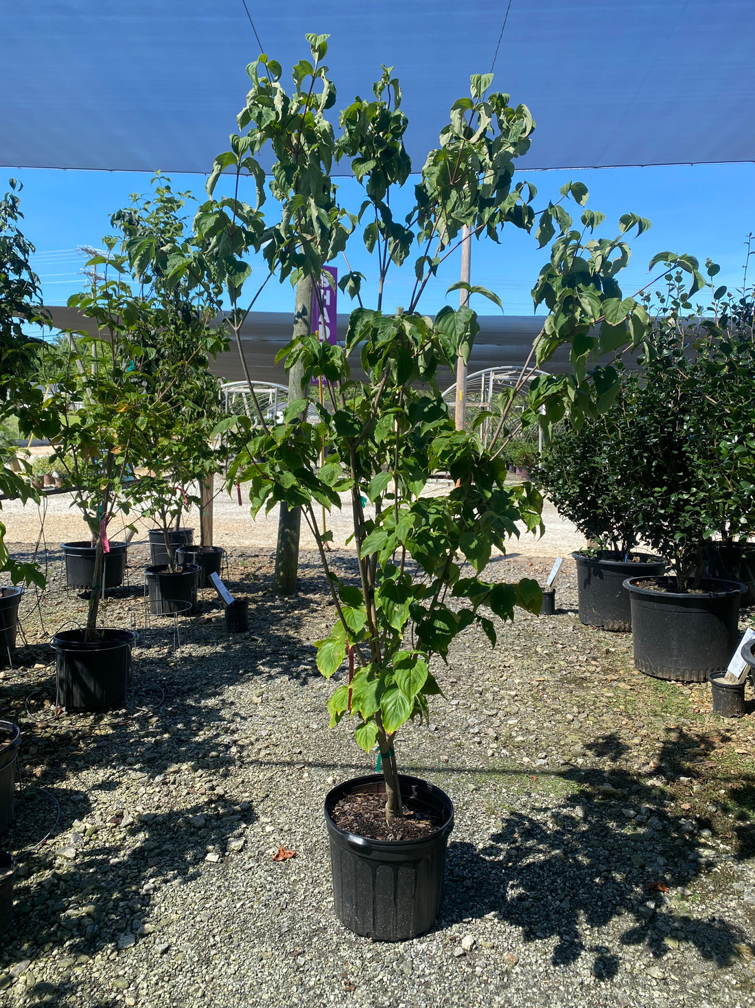 Rosy Teacups Dogwood