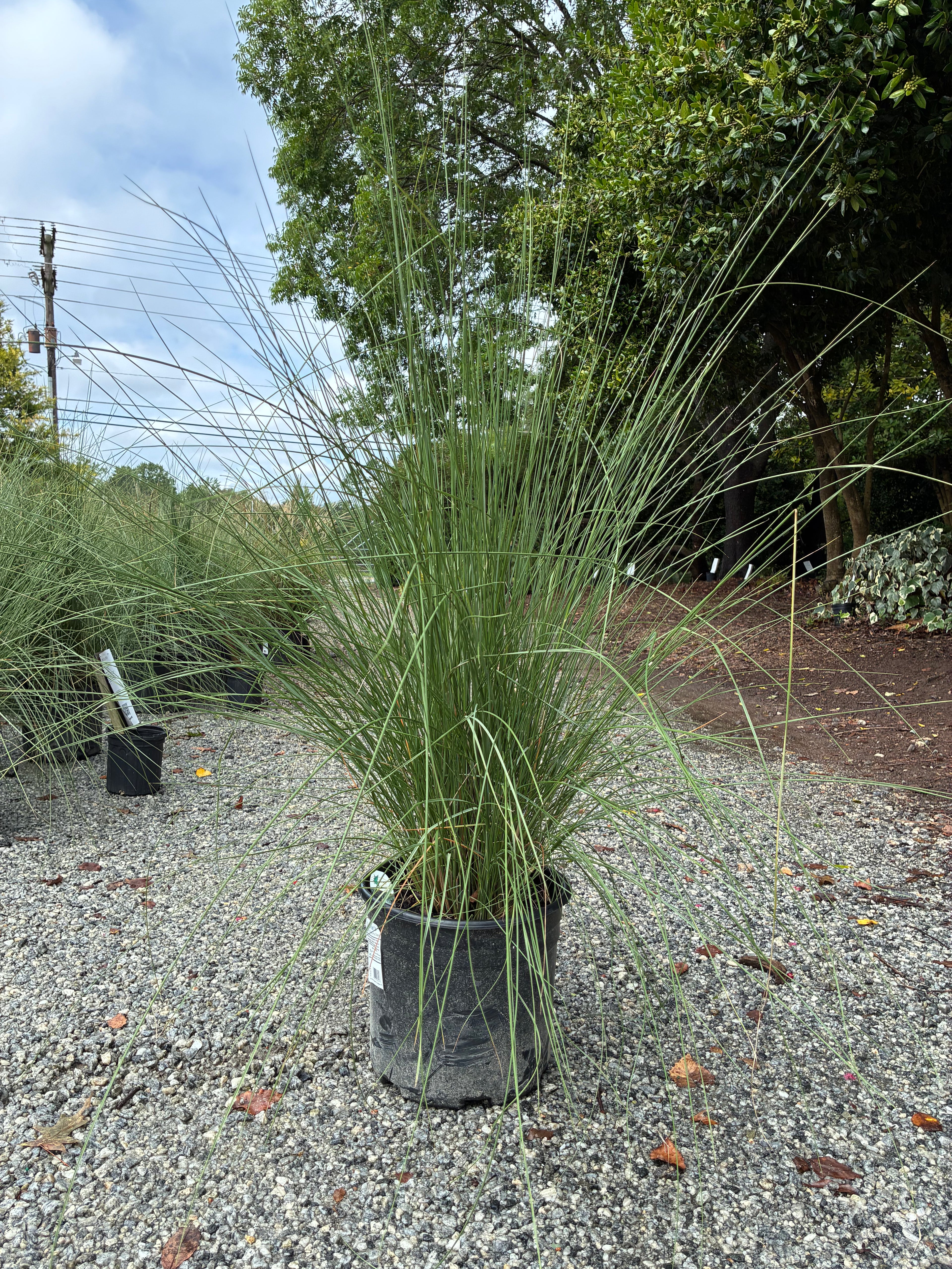 White Cloud Muhly Grass