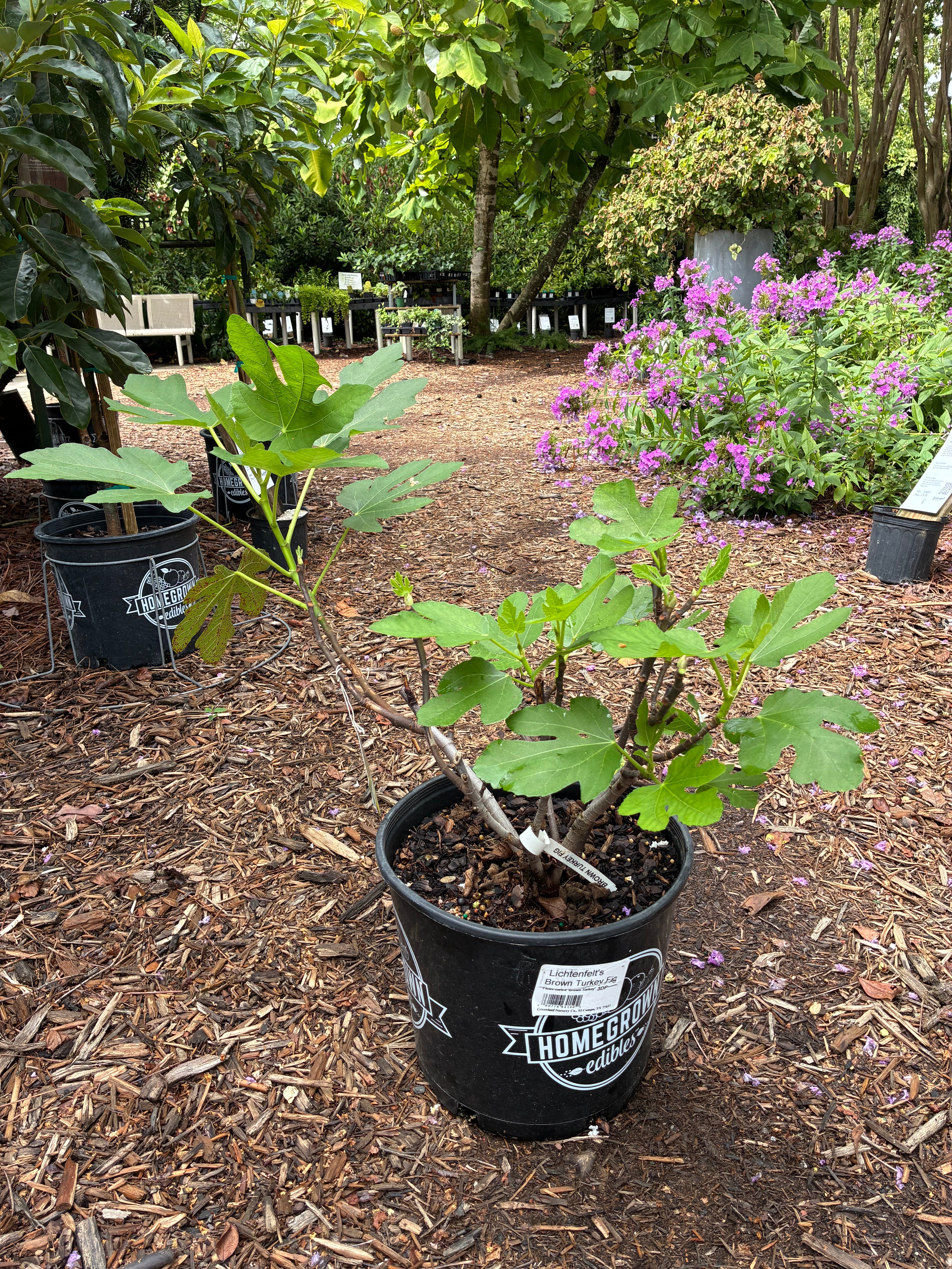 Brown Turkey Fig 3 Gal