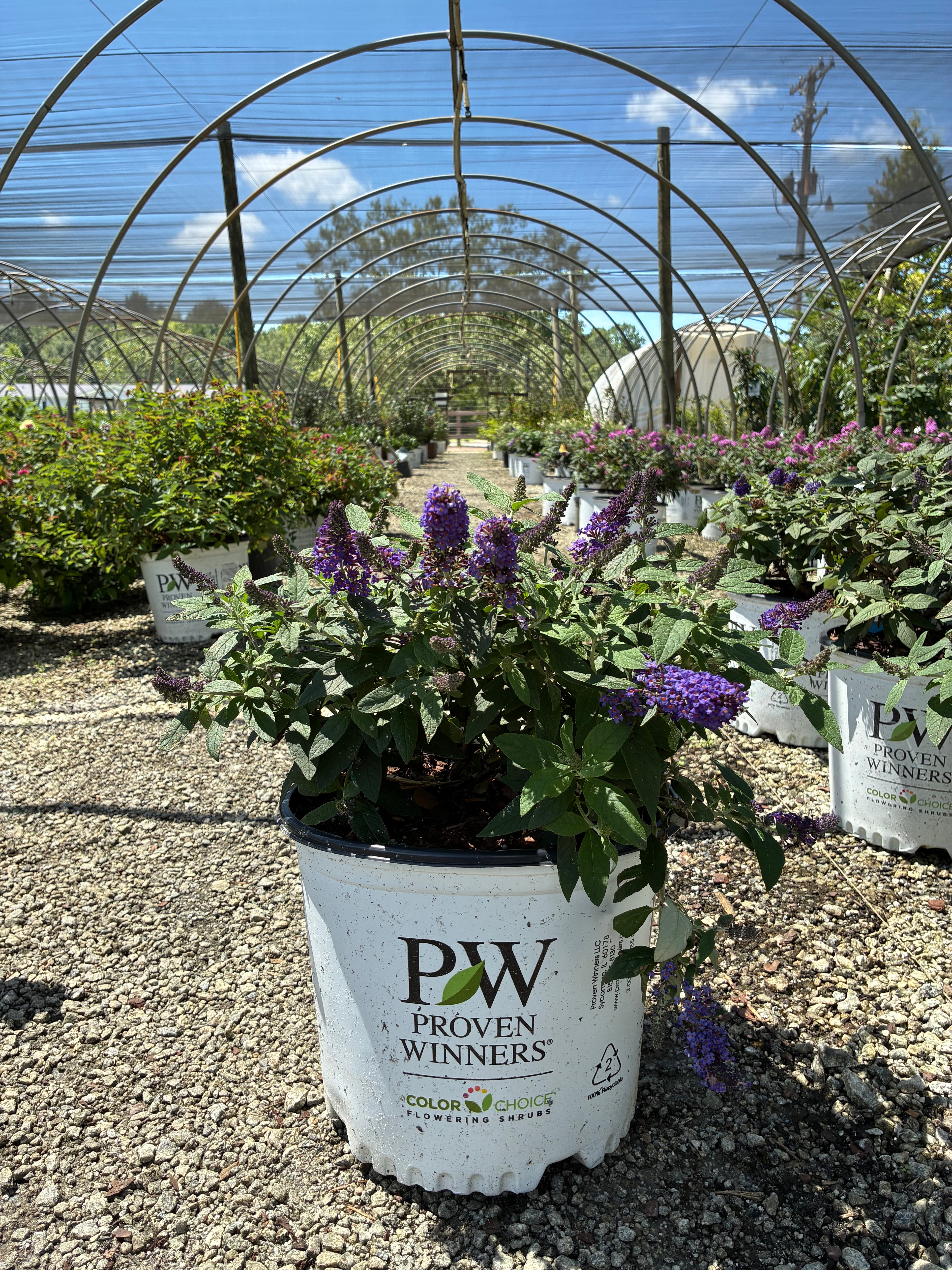 Pugster Blue Butterfly Bush 3 Gal