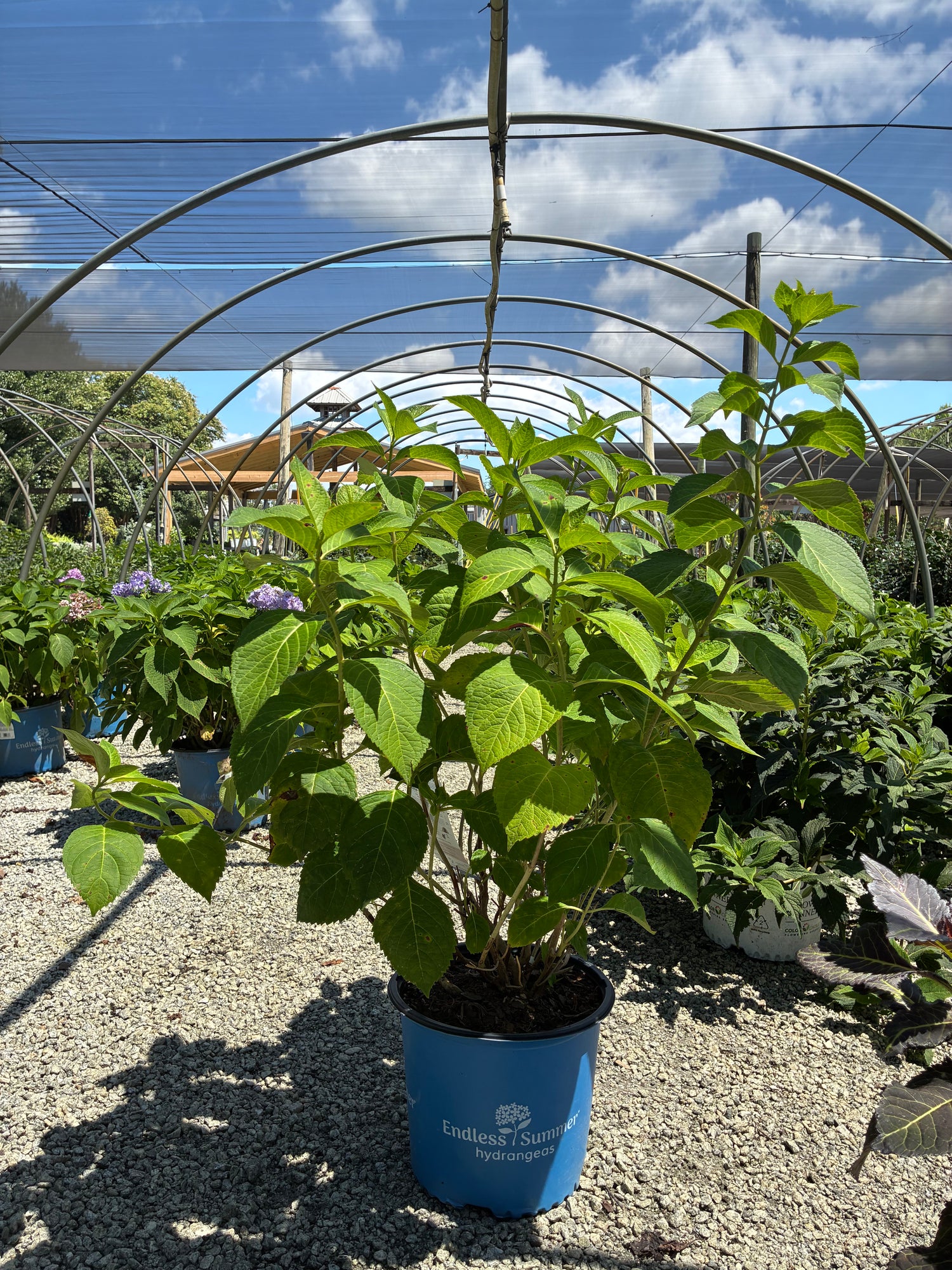 Blushing Bride Hydrangea 2&3 Gal