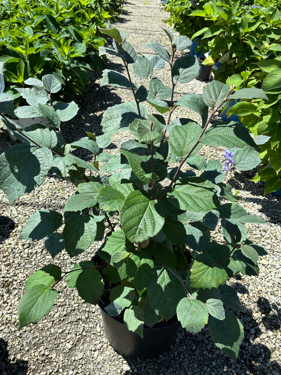 Blue Shadow Fothergilla 3 Gal