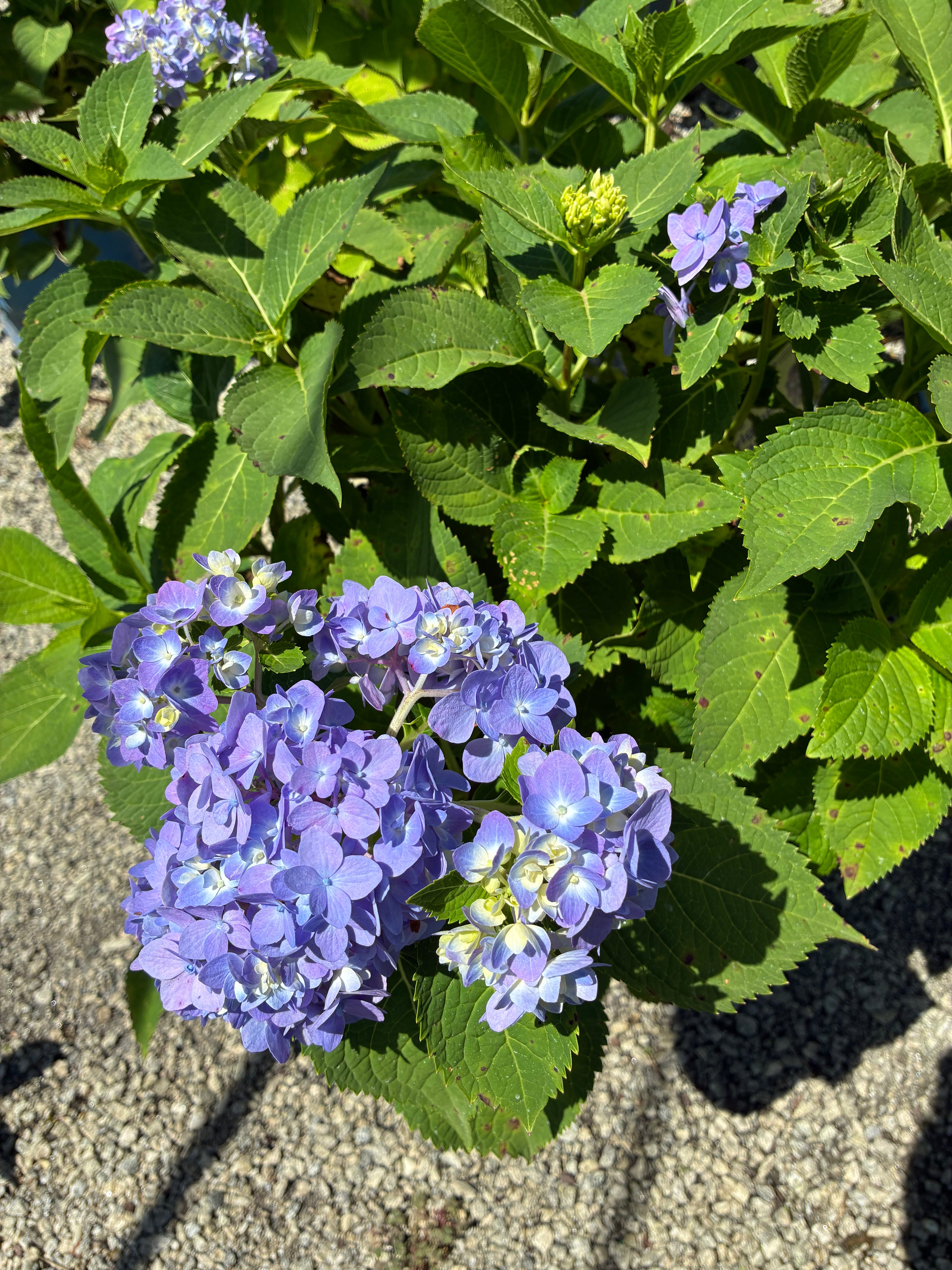Endless Summer Hydrangea 2&3 Gal