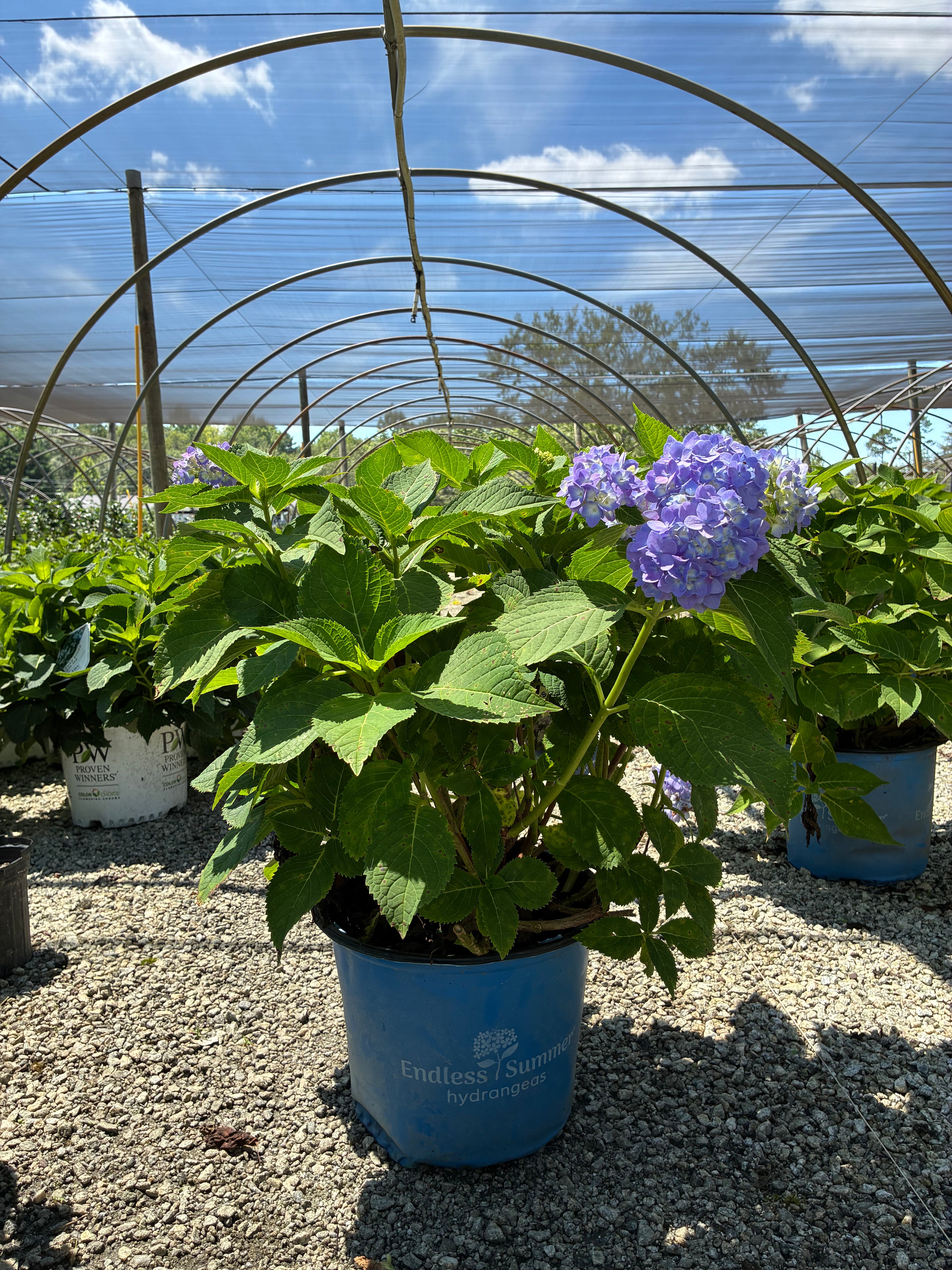 Endless Summer Hydrangea 2&3 Gal