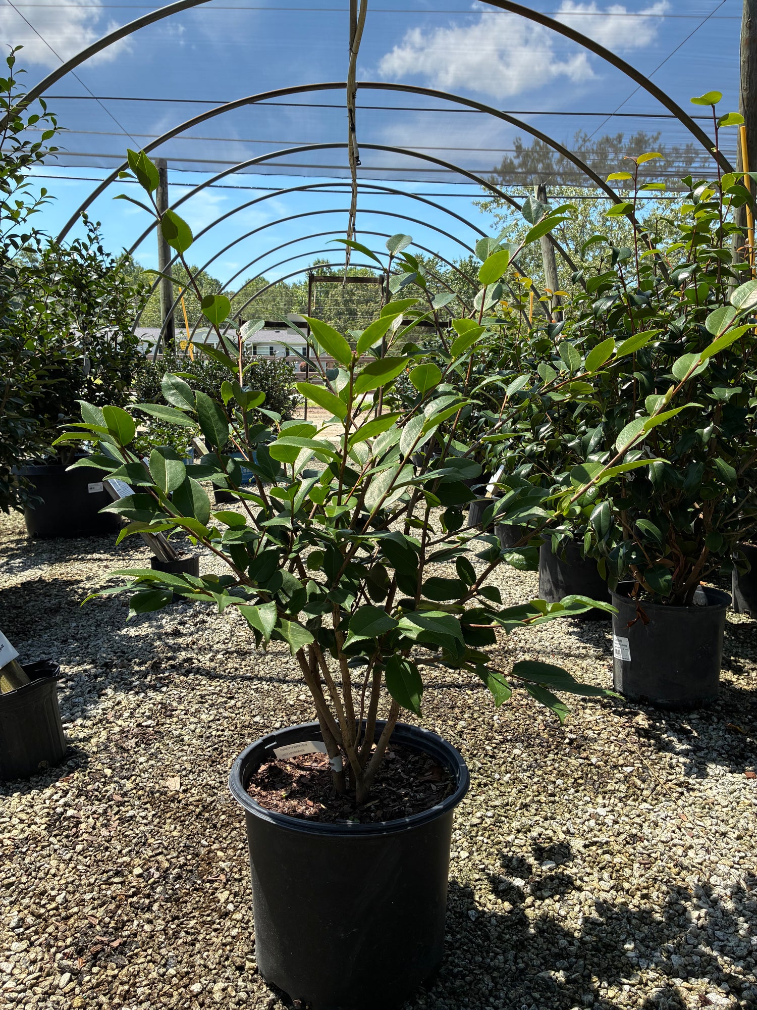 High Fragrance Camellia