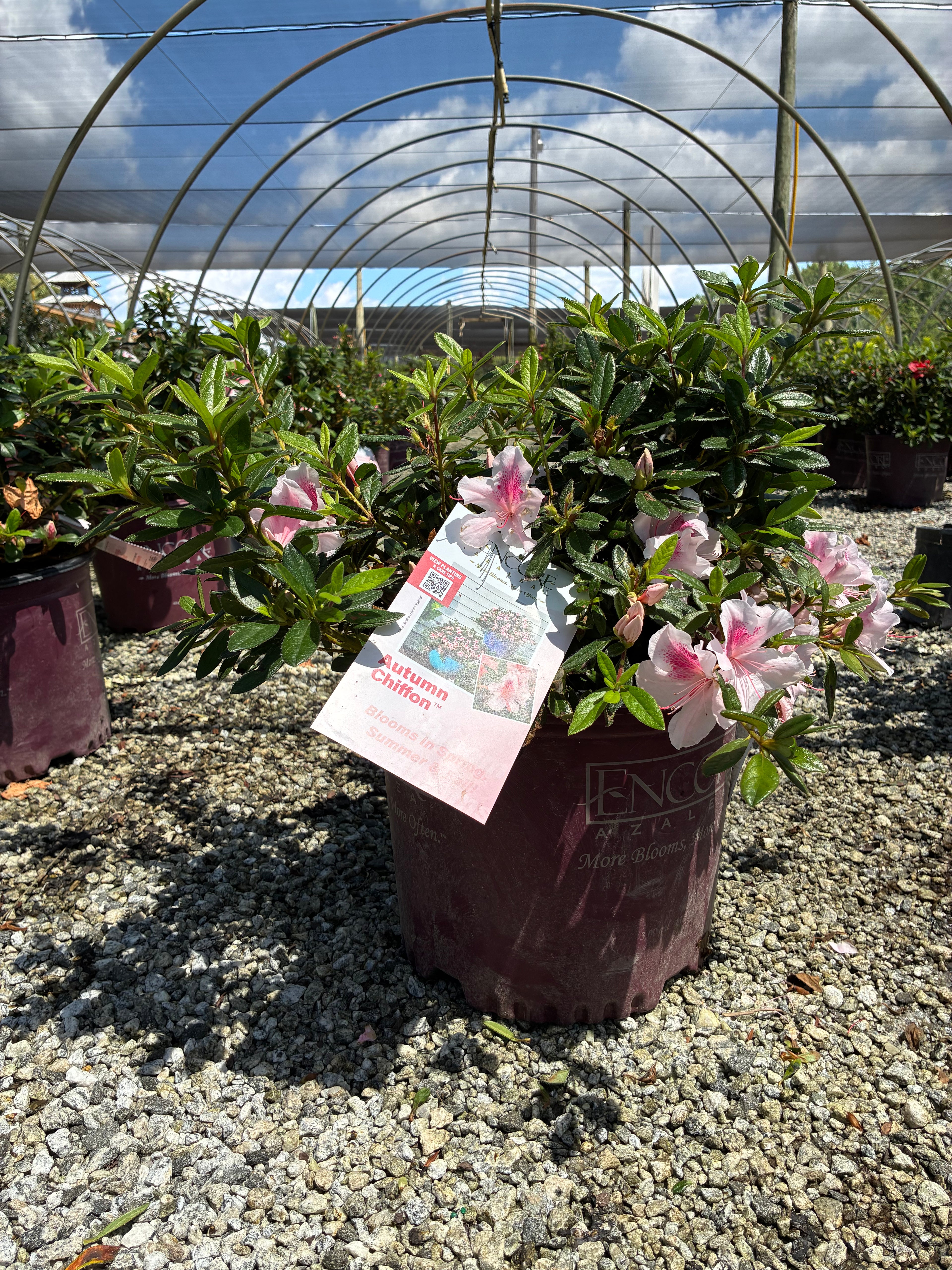 Autumn Chiffon Encore Azalea 2&3 Gal