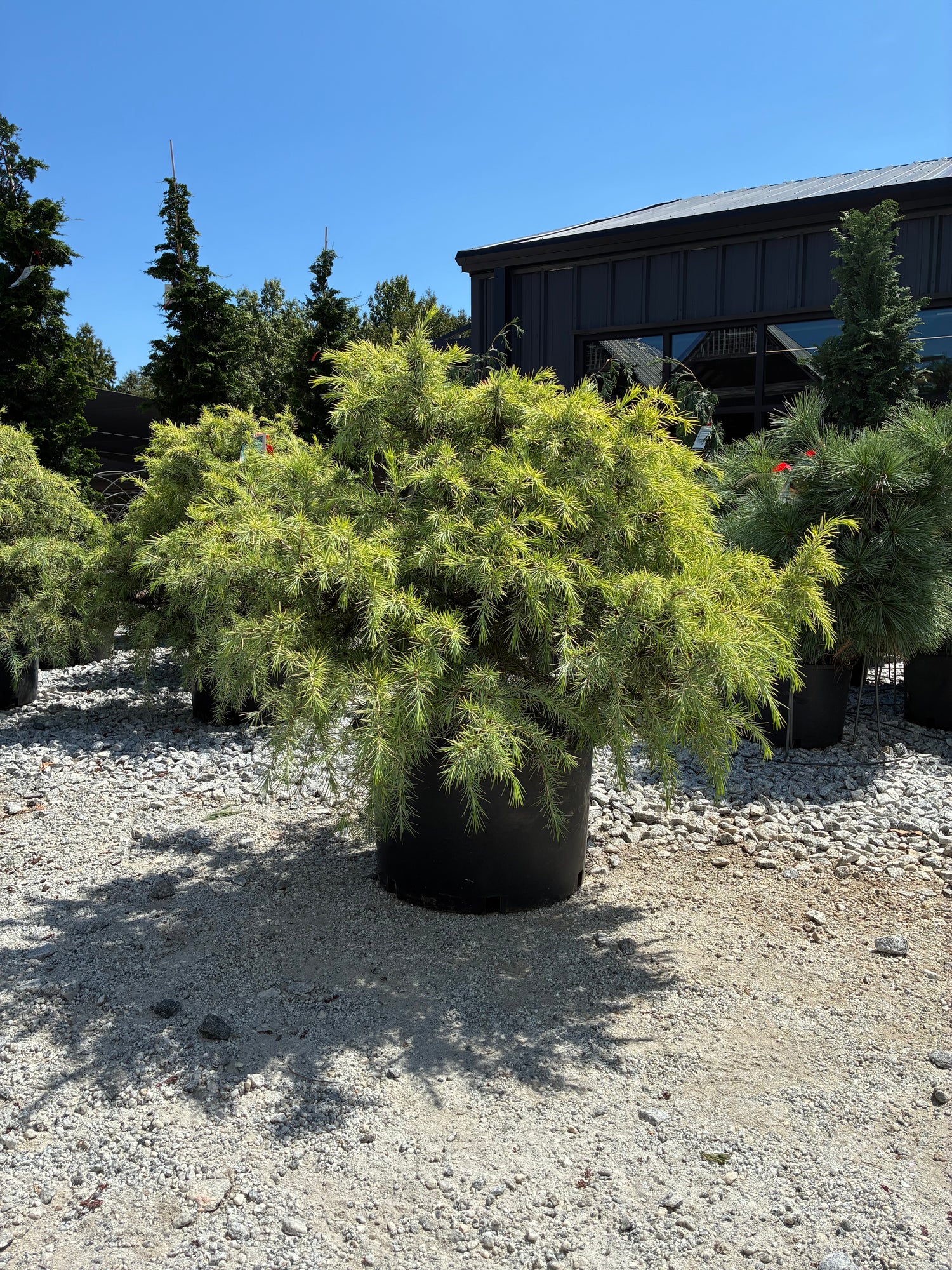 Silver Mist Deodar Cedar