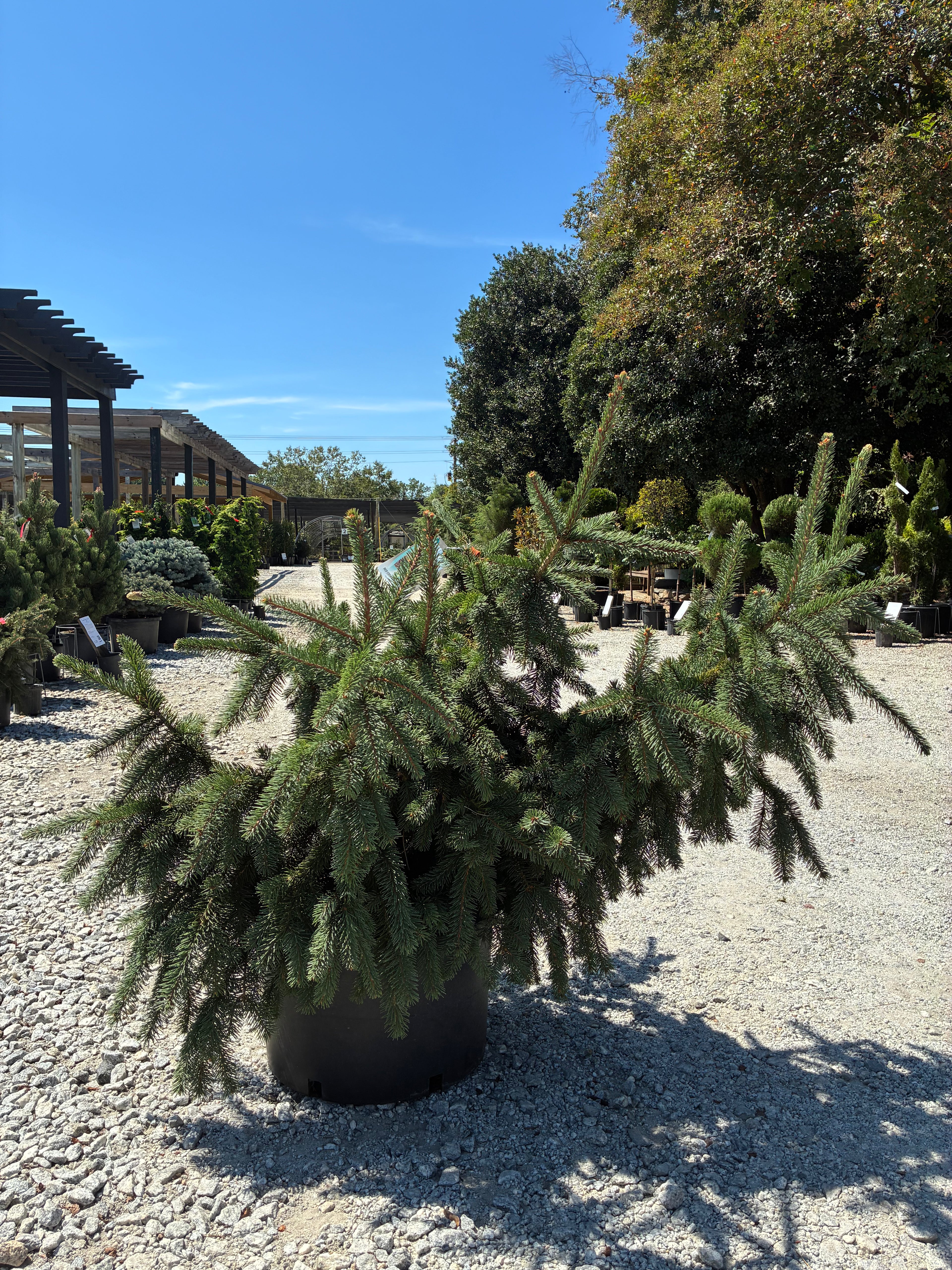 Acrocona Norway Spruce