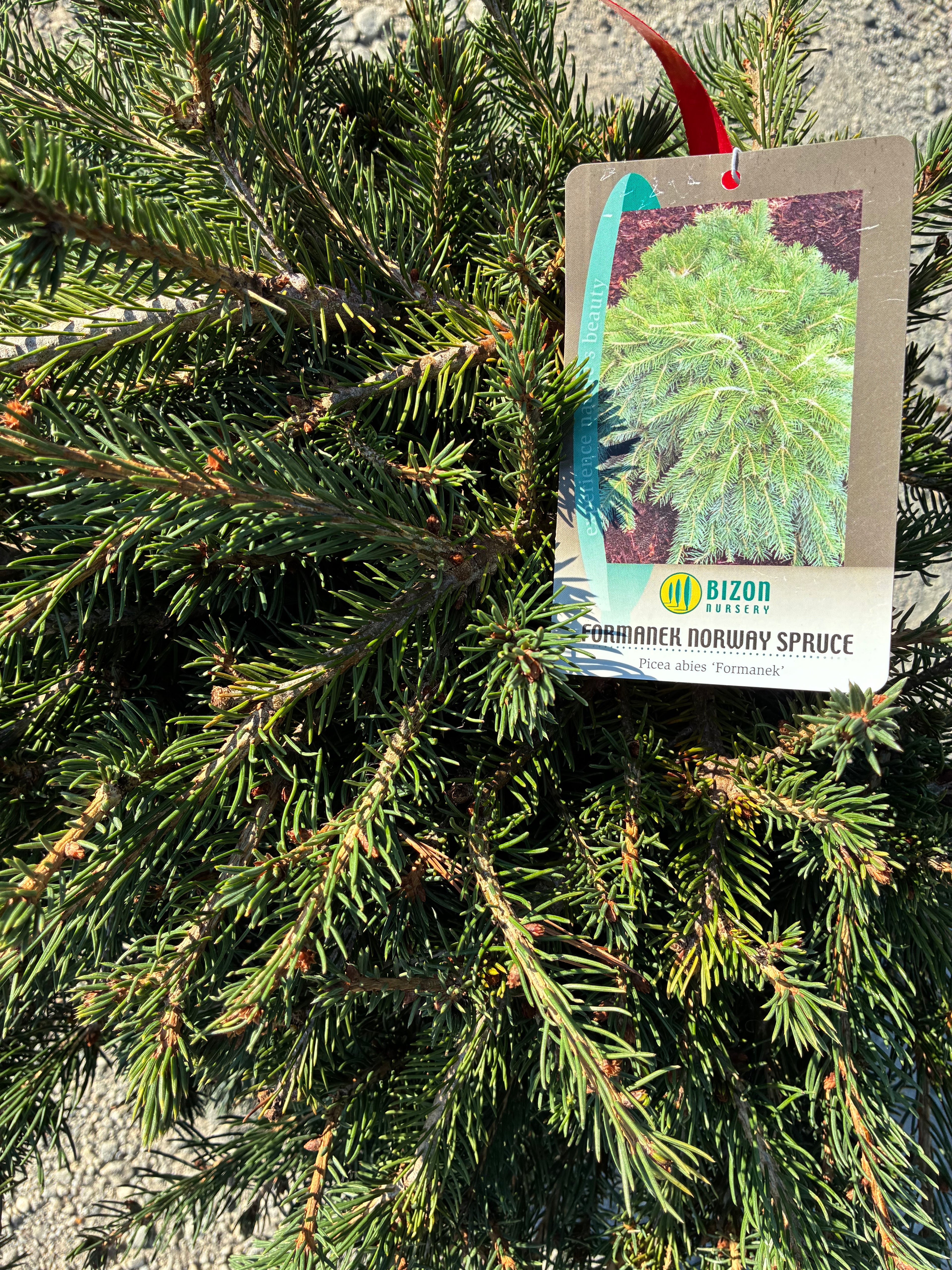 Formanek Norway Spruce