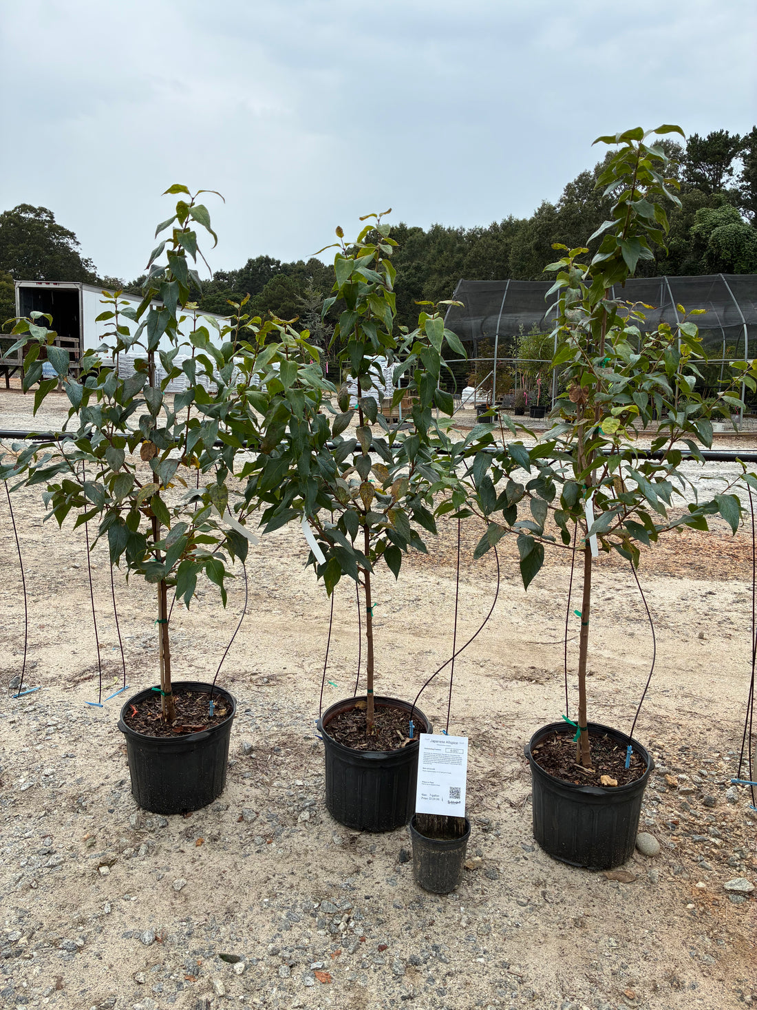 Japanese Allspice (Wintersweet)