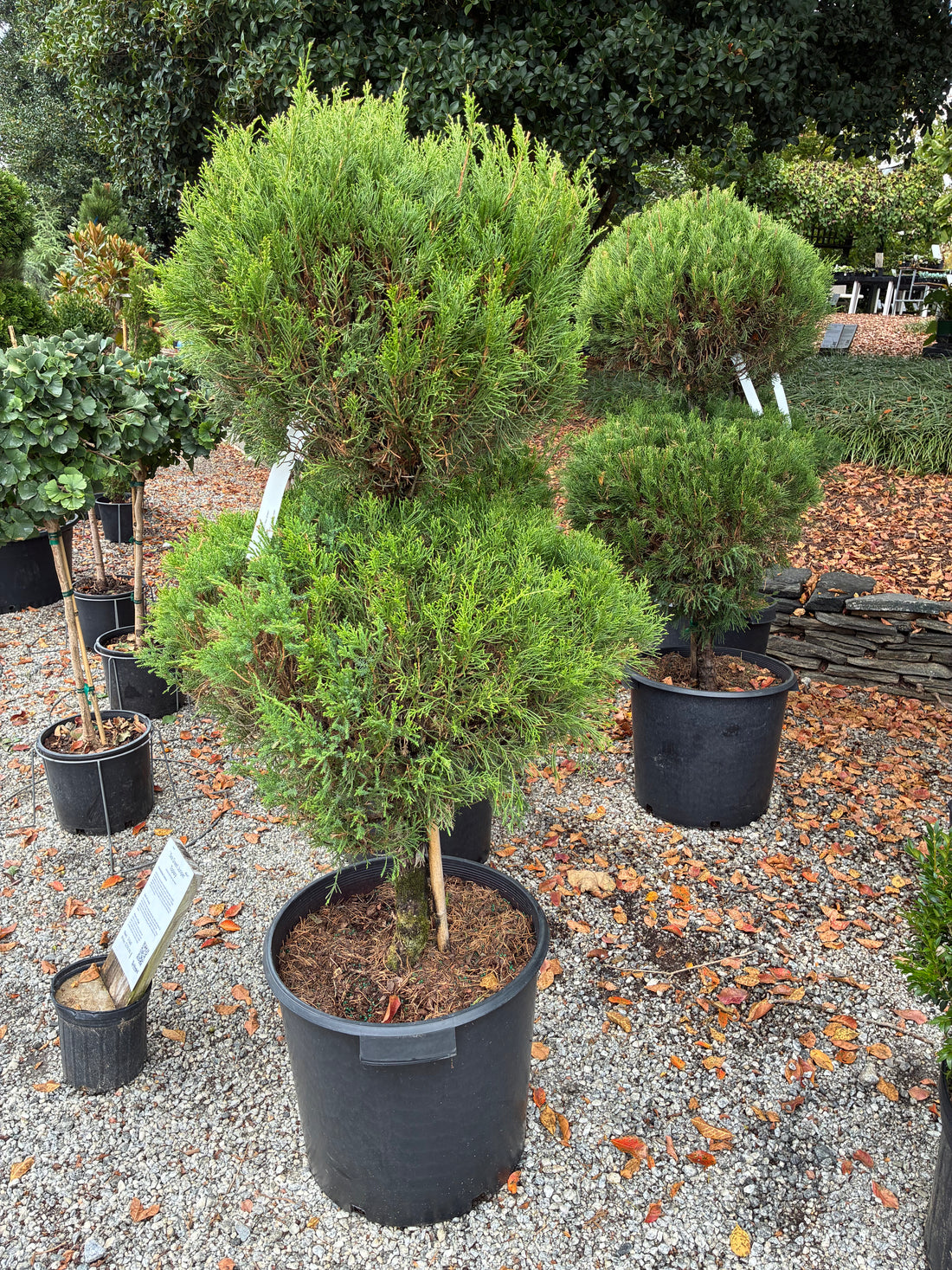 Sea Green Juniper Topiary
