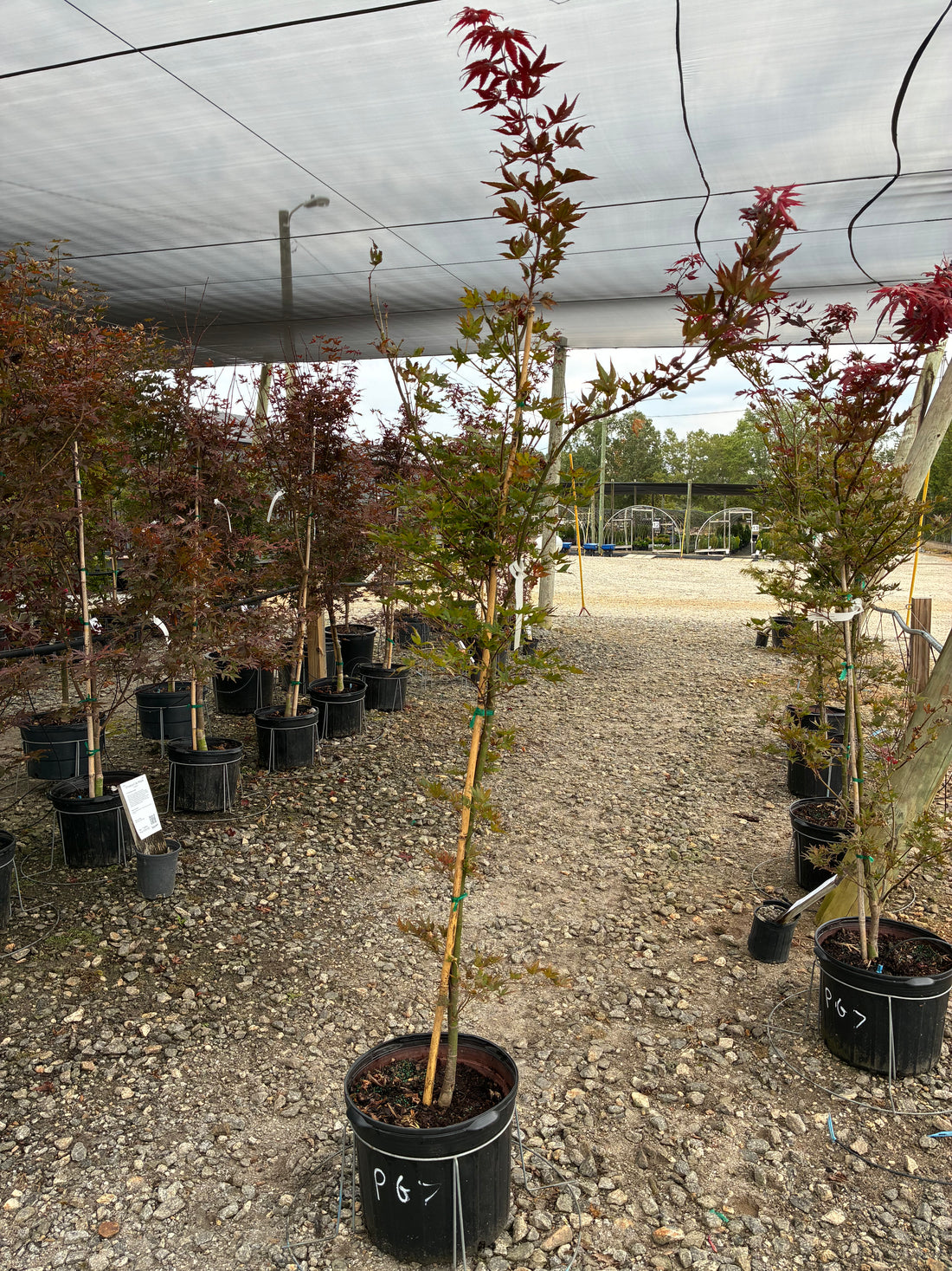 Purple Ghost Japanese Maple