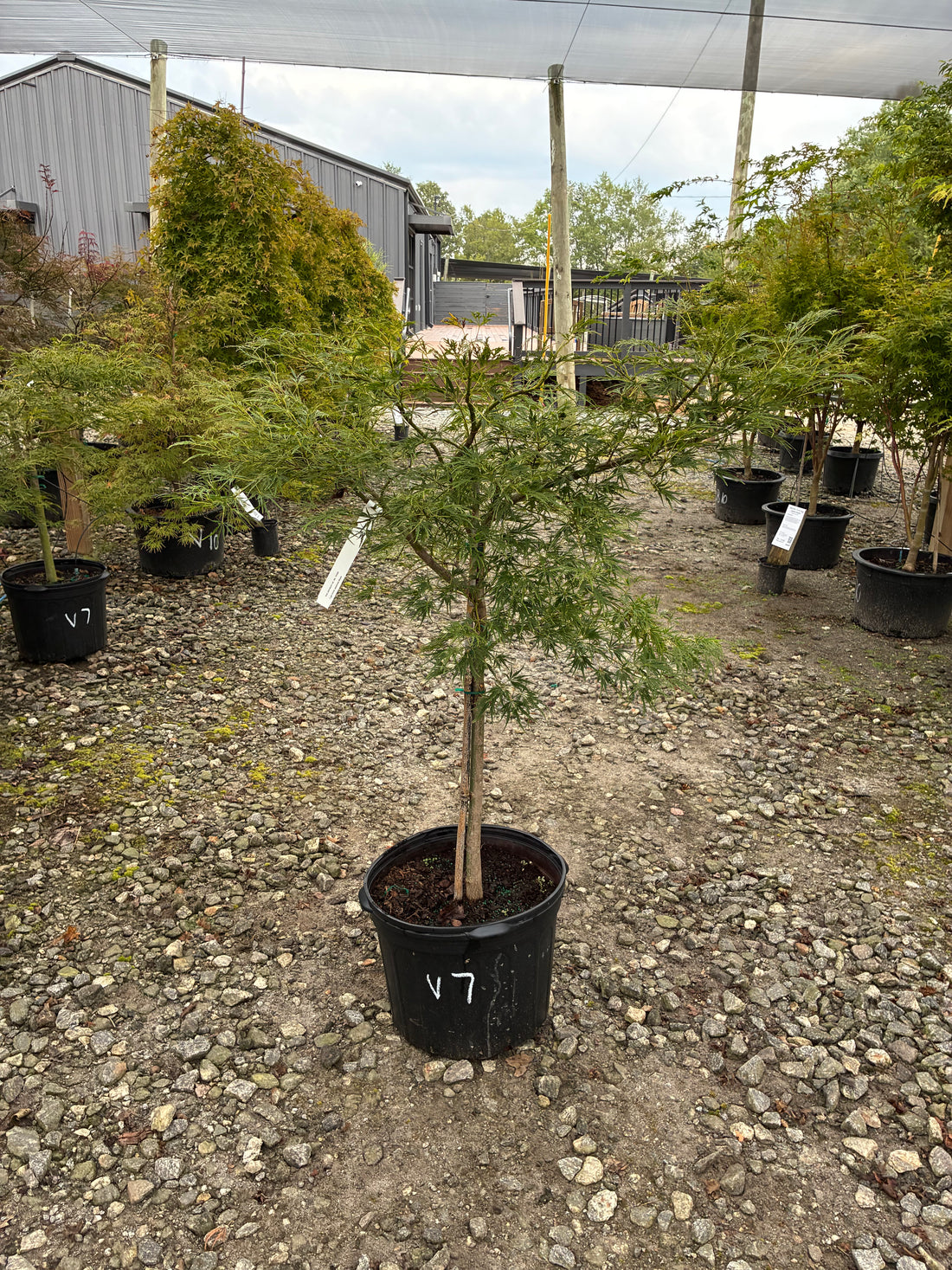 Viridis Japanese Maple