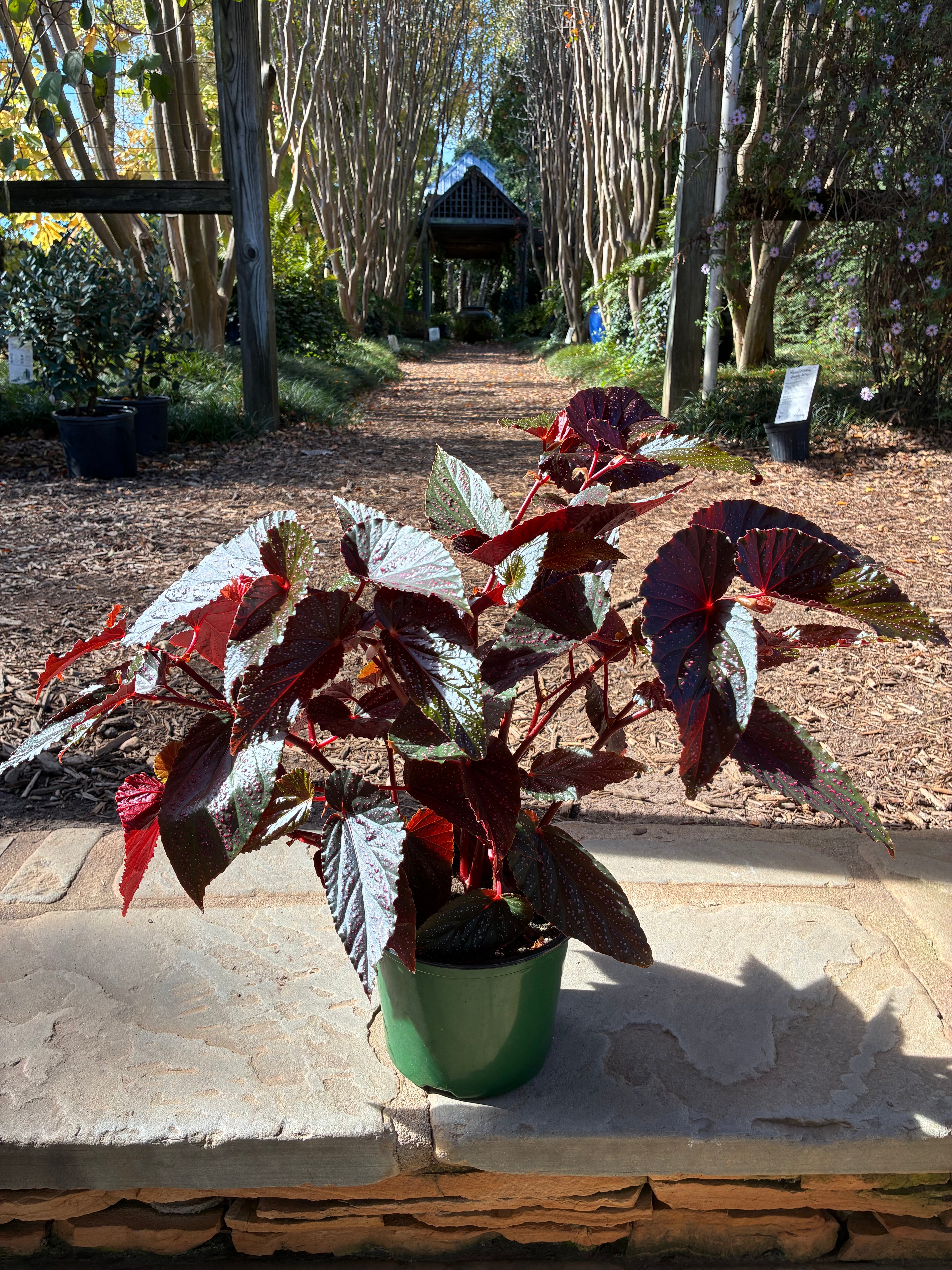 Red Leaf Begonia Maculata