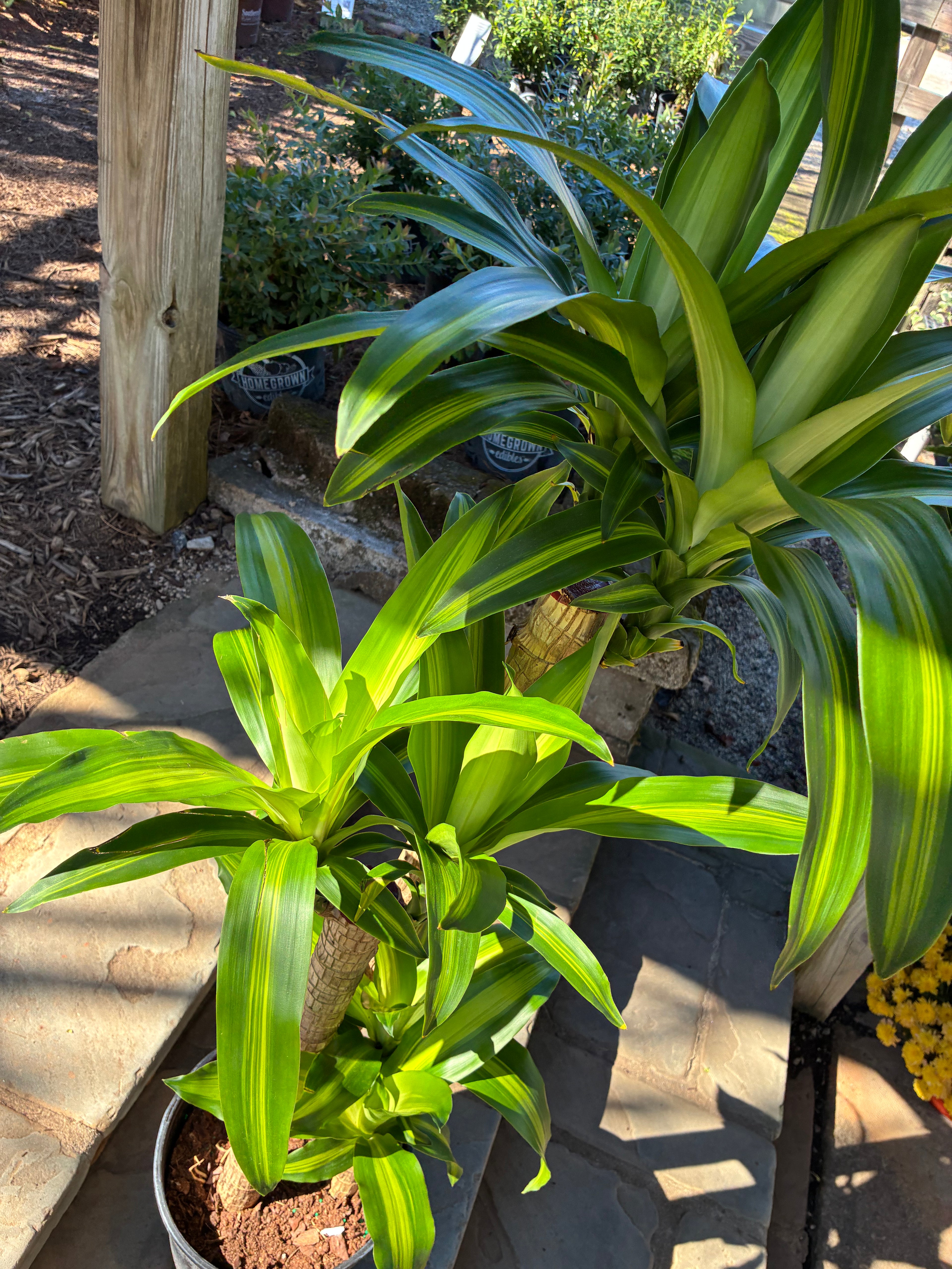 Dracaena Corn Plant 3-2-1